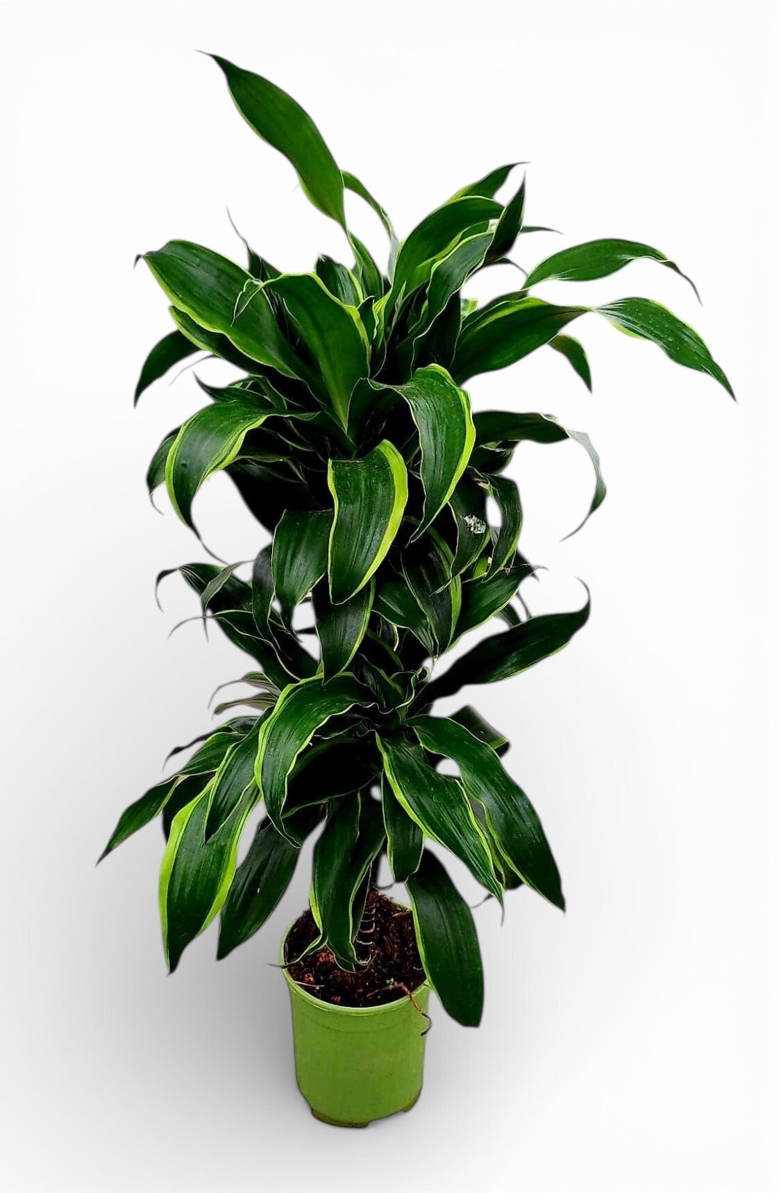Dracaena Dorado h60 ø21