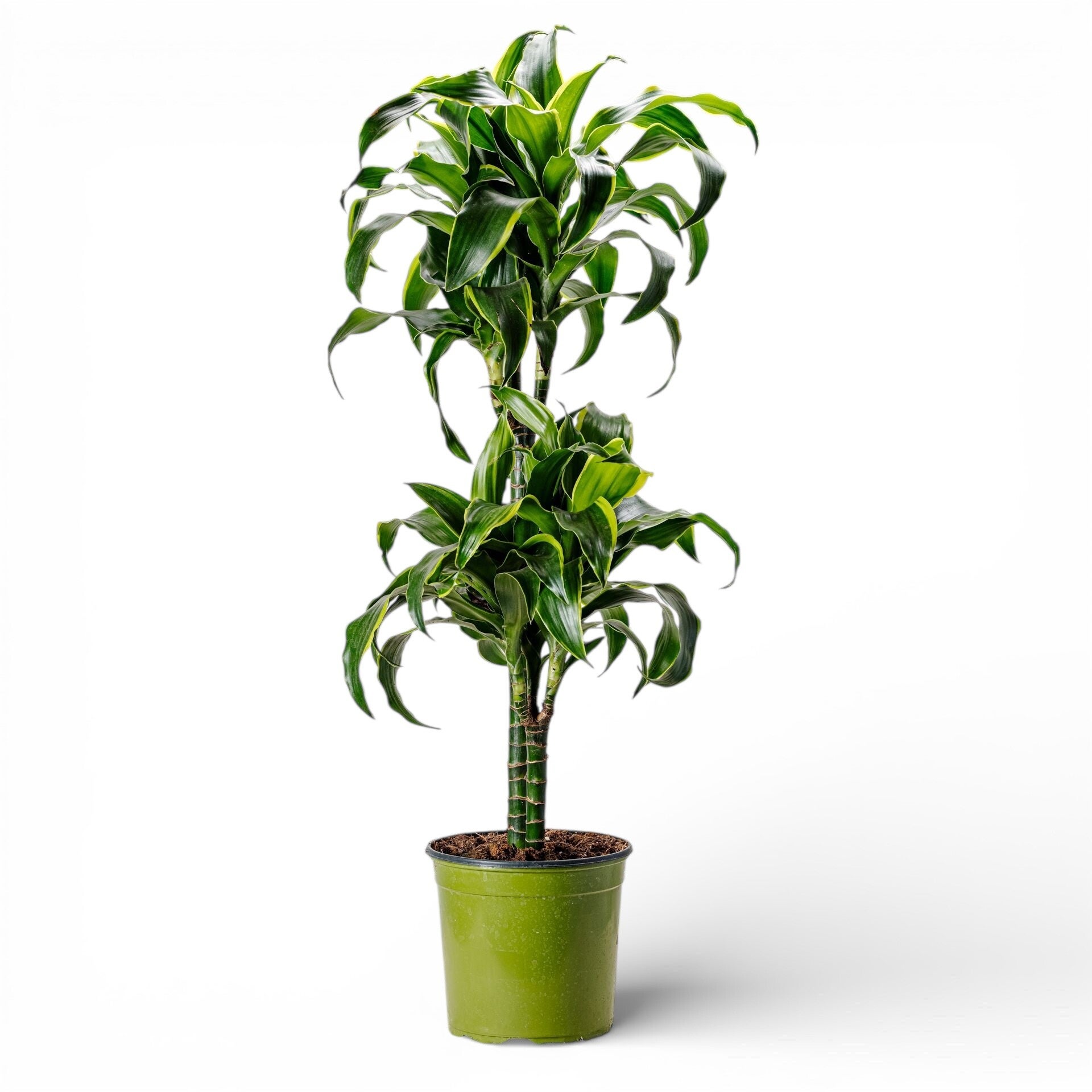 Dracaena Dorado h45 ø19