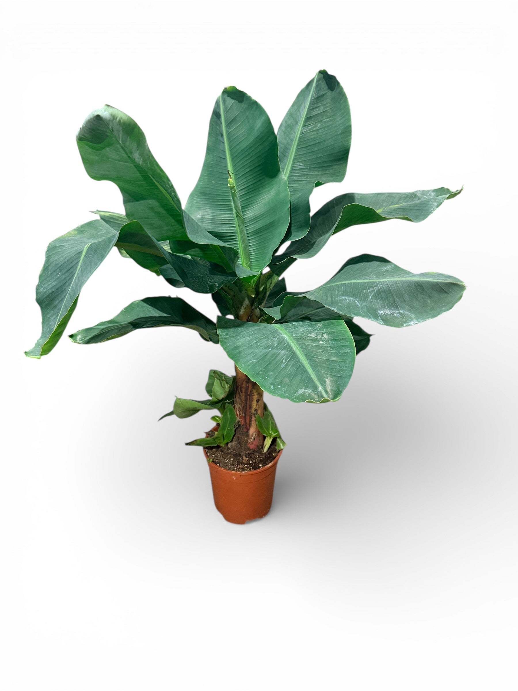 Musa Cavendisch ø19 h120