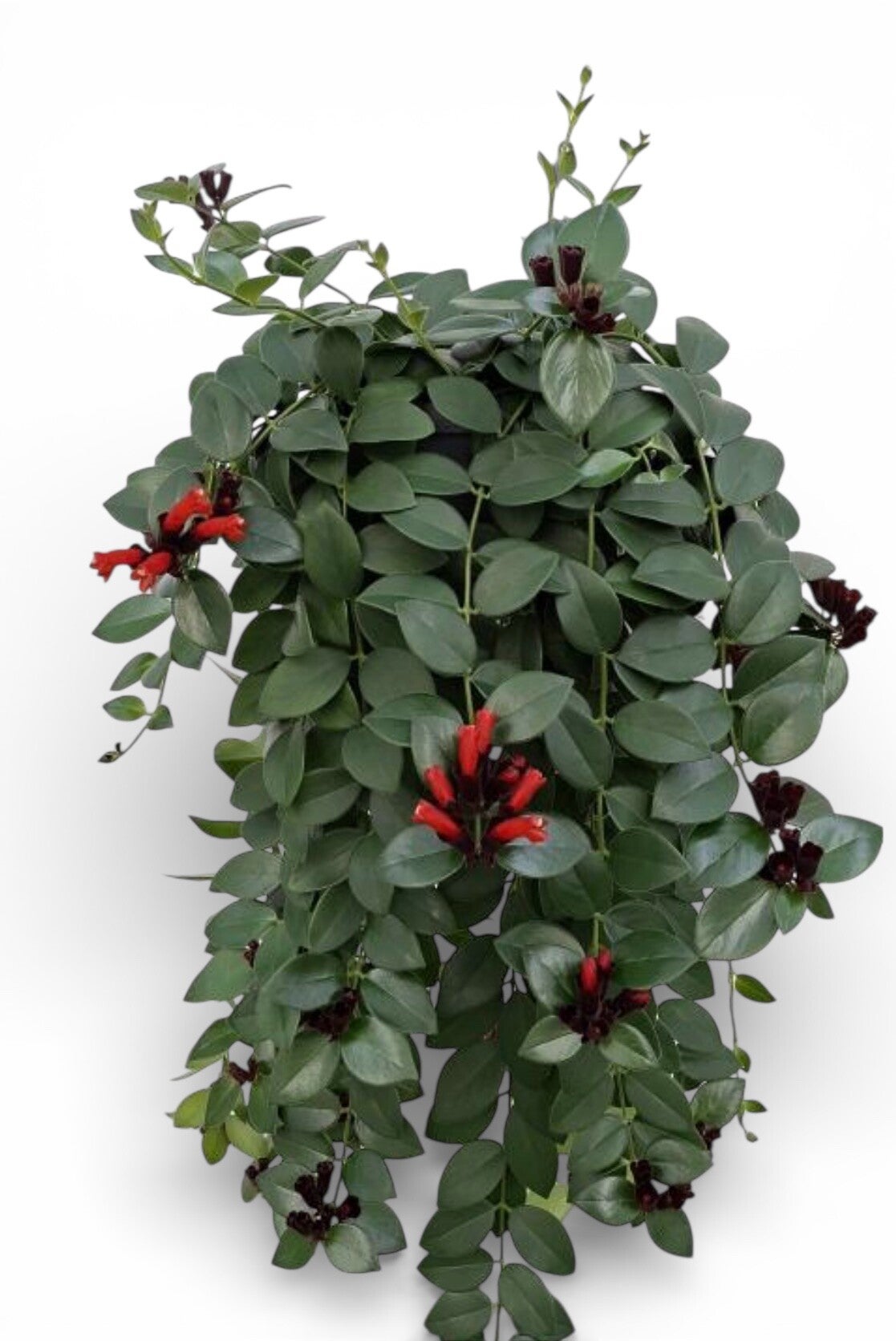 Arschynanthus Mona Lisa bk21