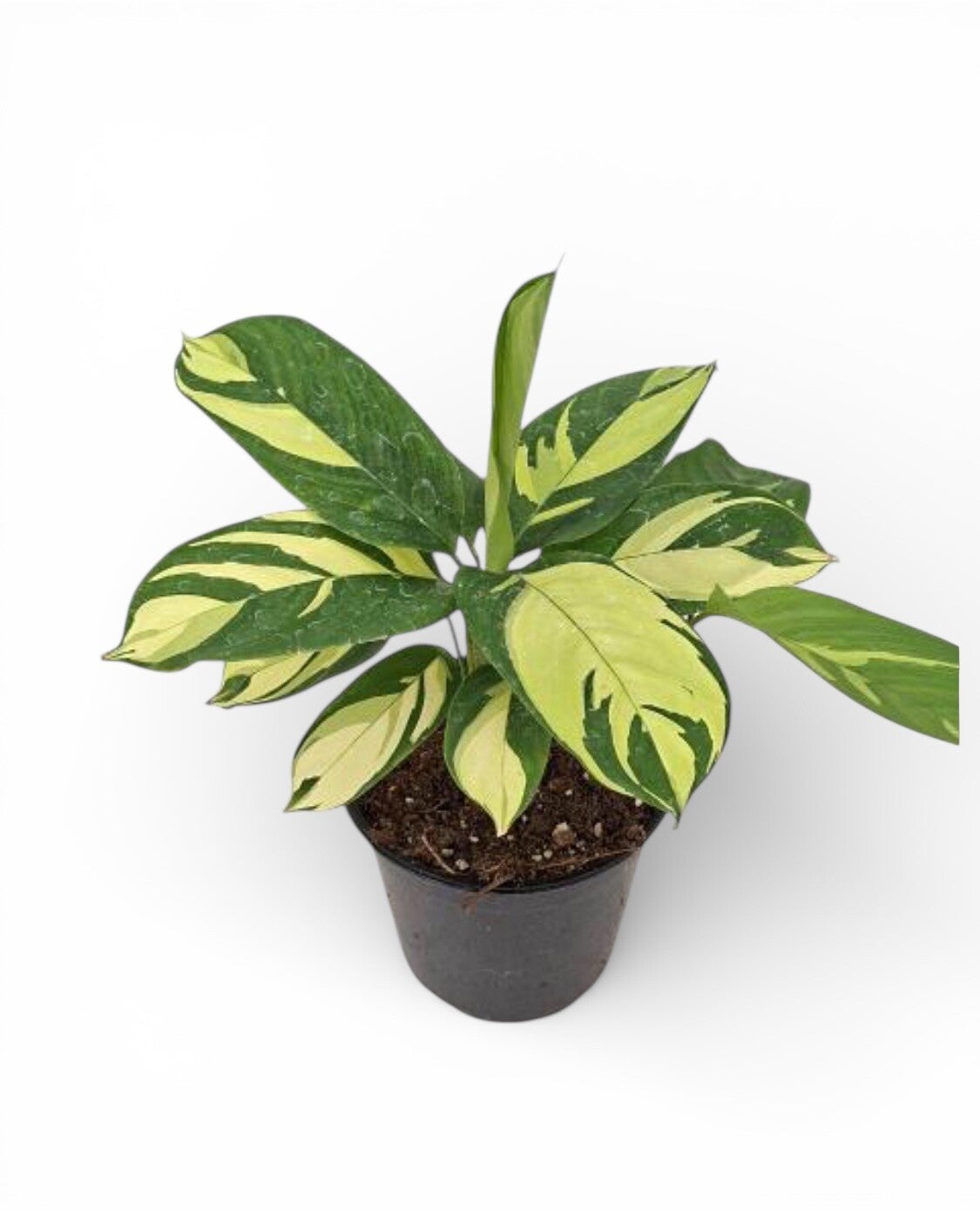 Ctenanthe Gold ø12.  Box x12