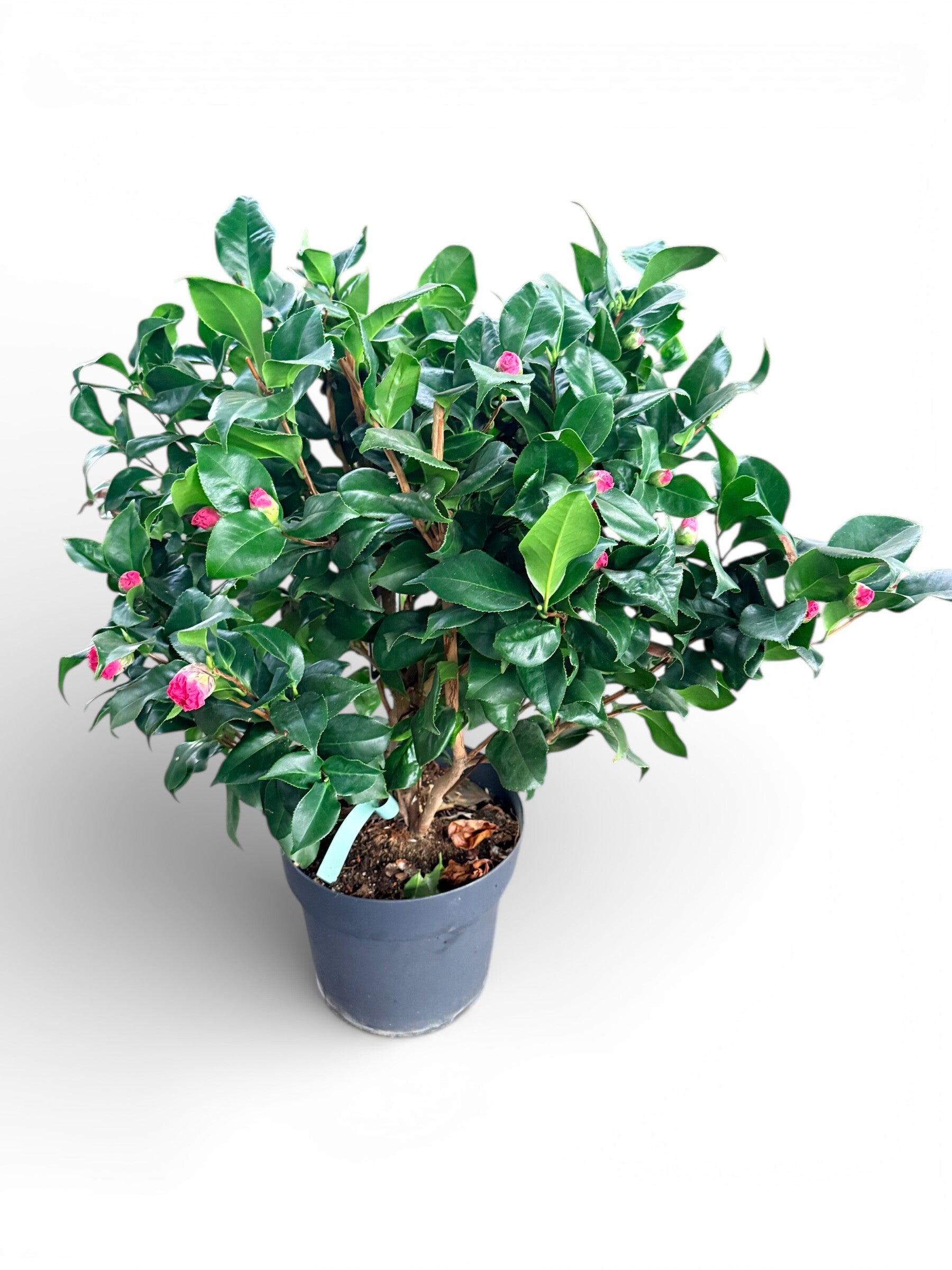 Camelia Japonica ø30 h90/100 piante madre