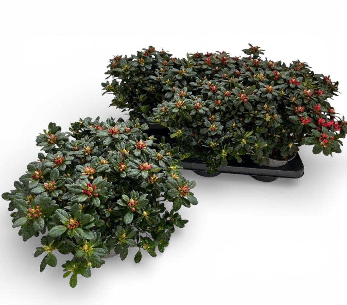 Azalea mix ø14.  Box x6