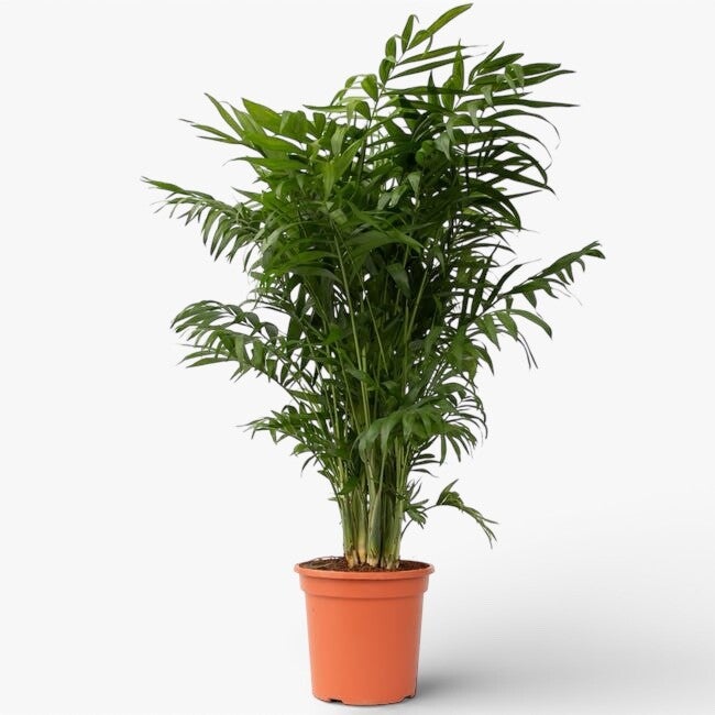 Chamadorea Elegant ø21