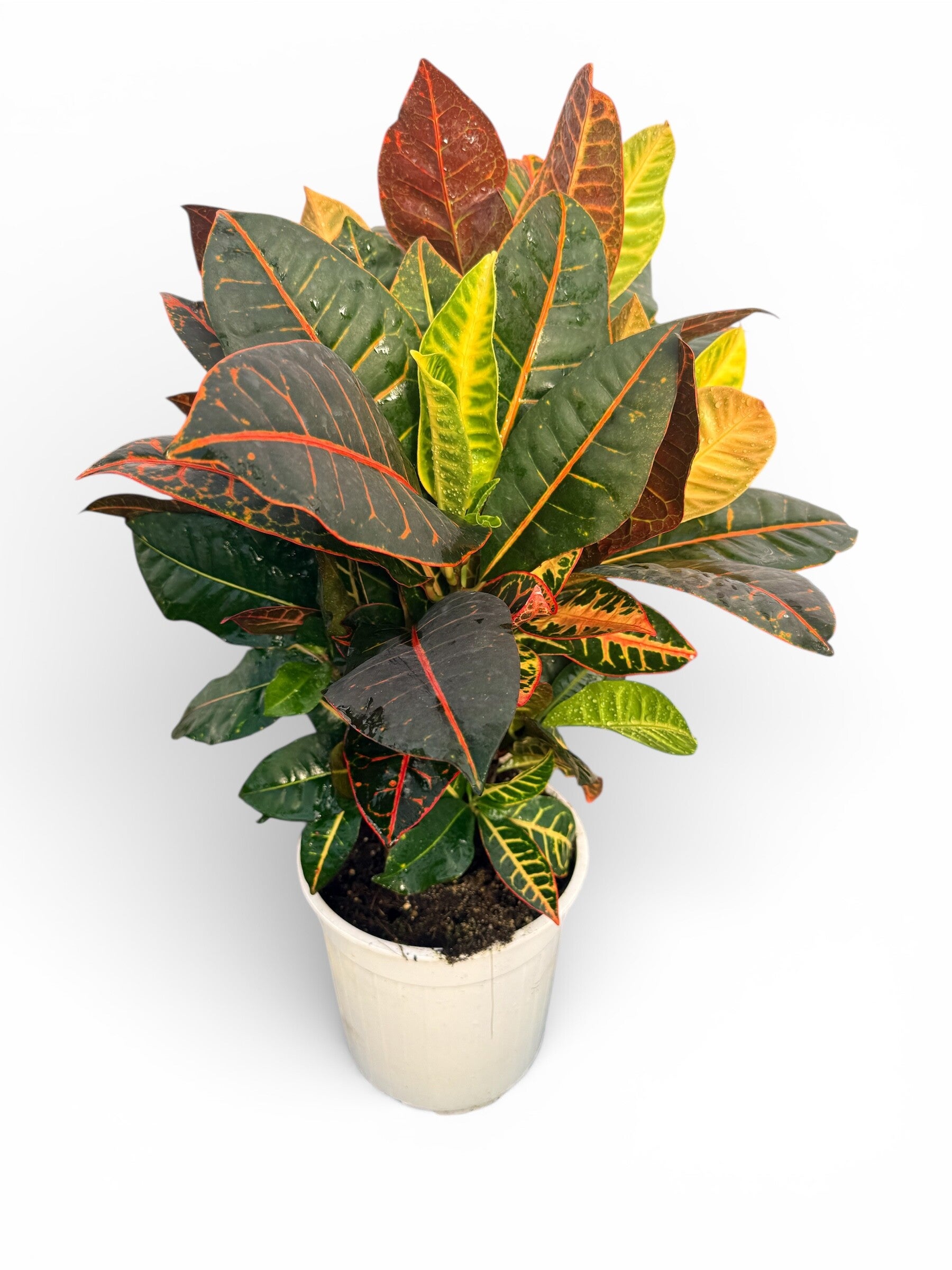 Croton Petra ramificato ø21