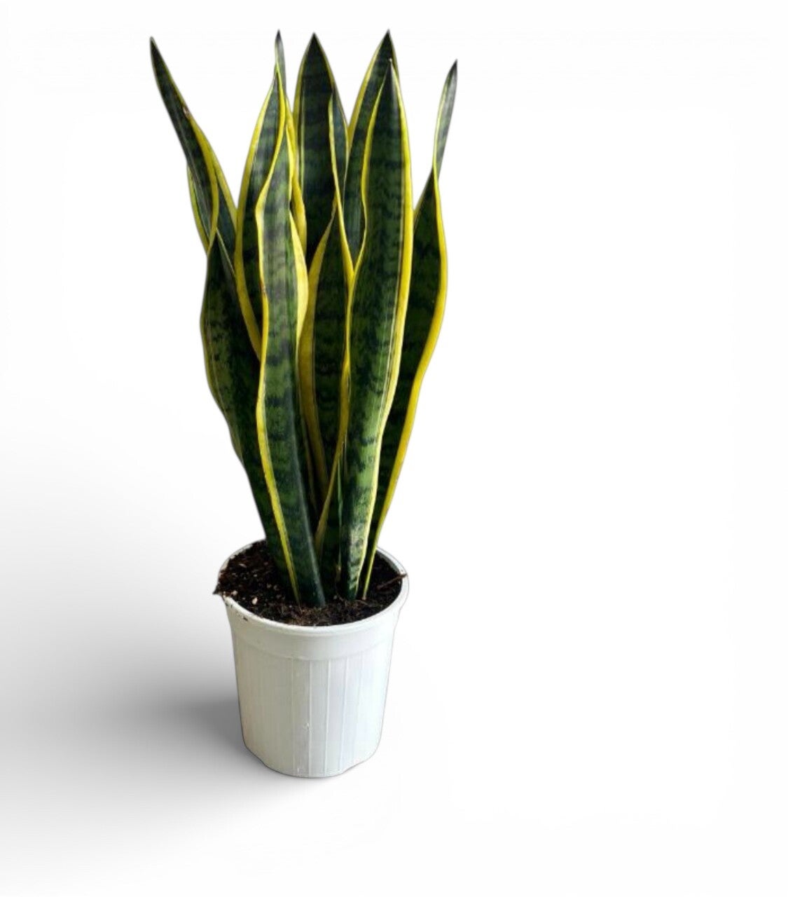 Sanseviera laurentii v21