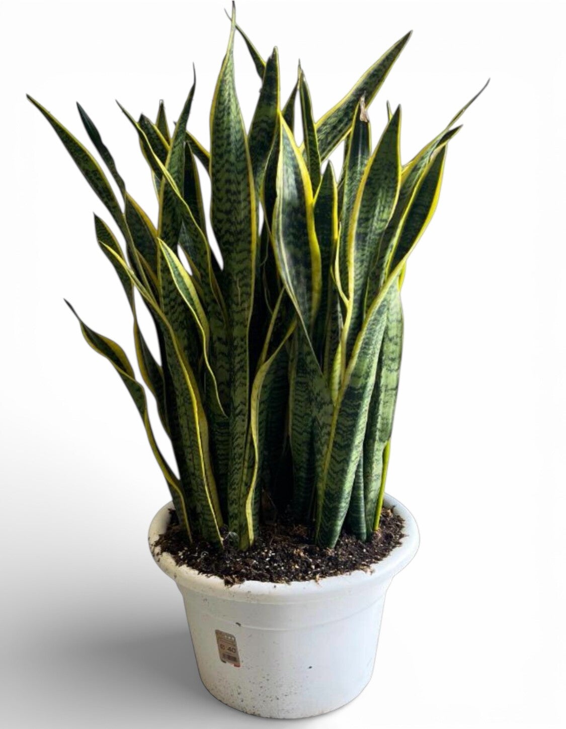 Sanseviera Laurentii ø40 extra!!!!