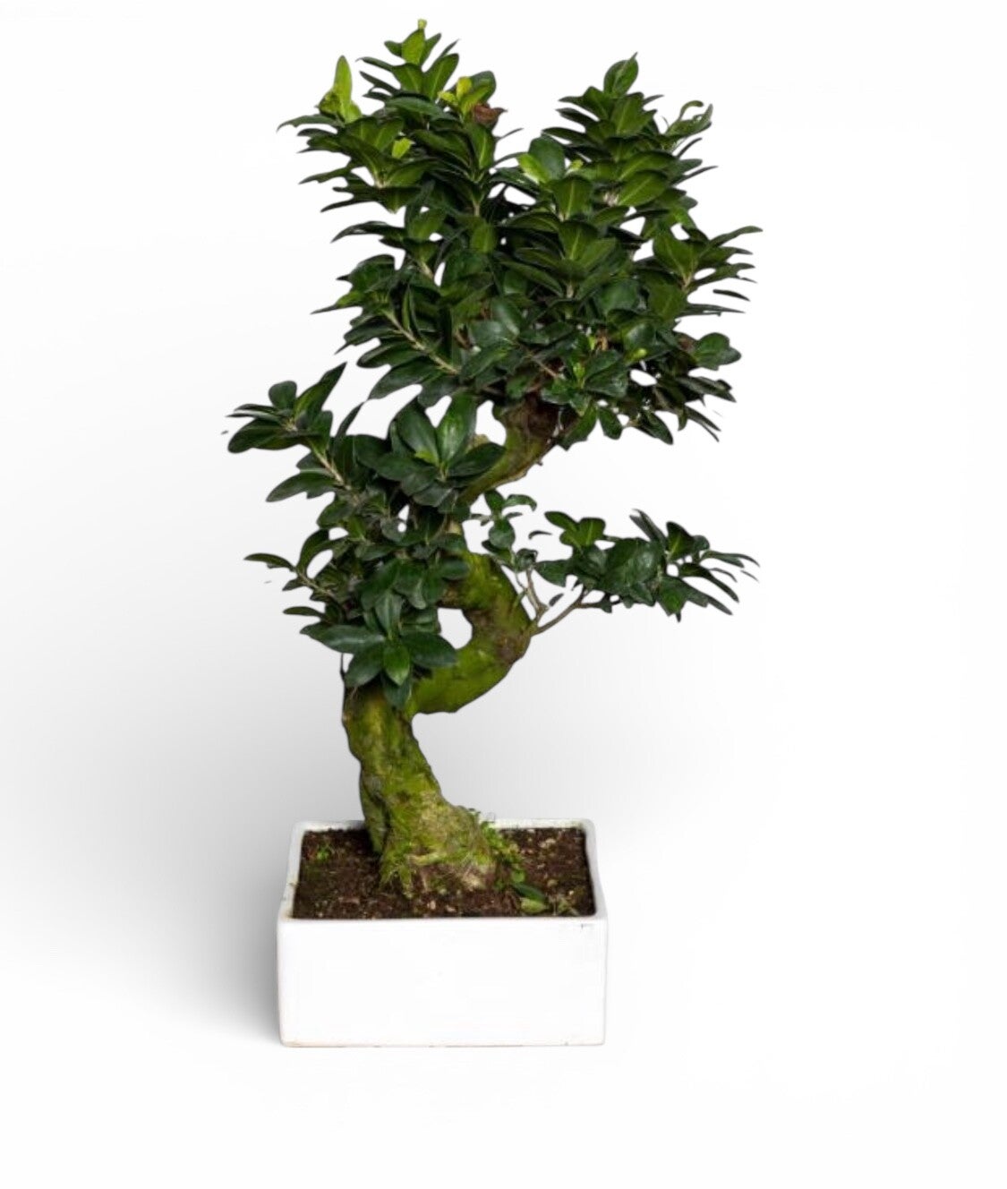 Ginseng Shape vaso quadrato ceramica