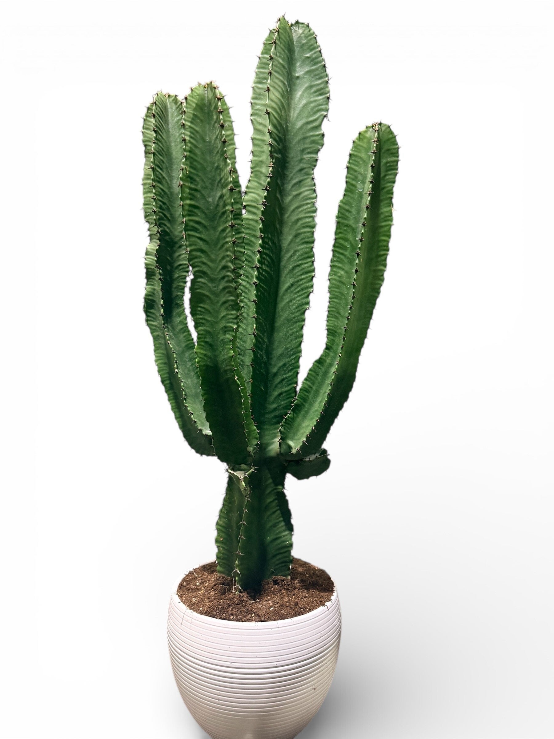 Euphorbia Eritrea ceramica ø22 h80