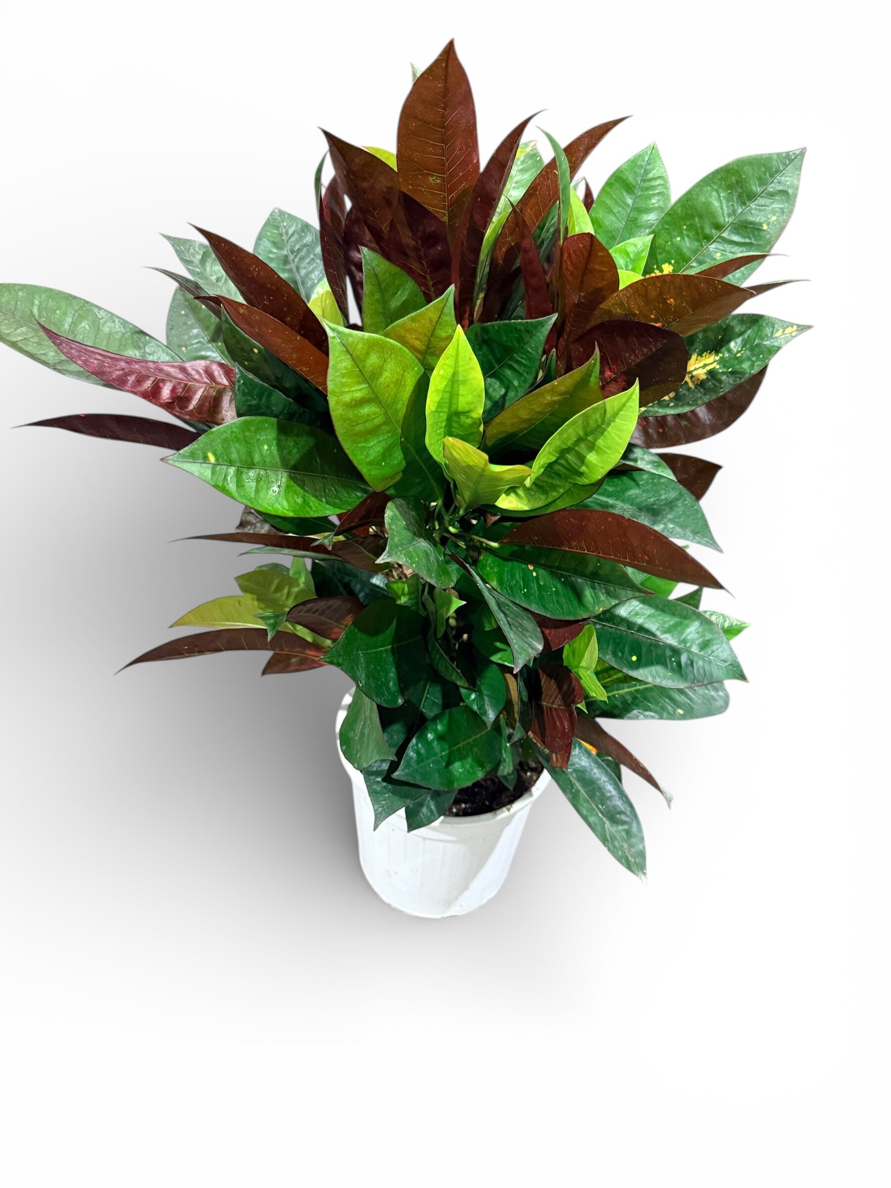 Croton Iceton ramificato ø21