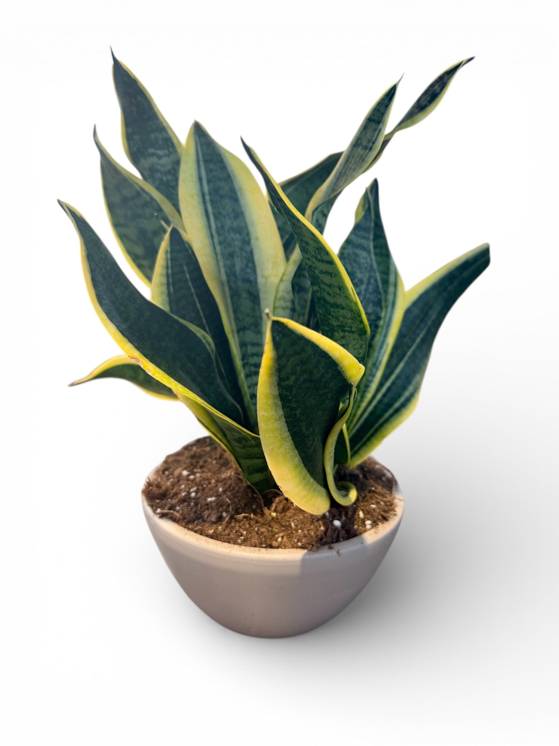 Sanseviera Superba ct17. ceramica. Box x4