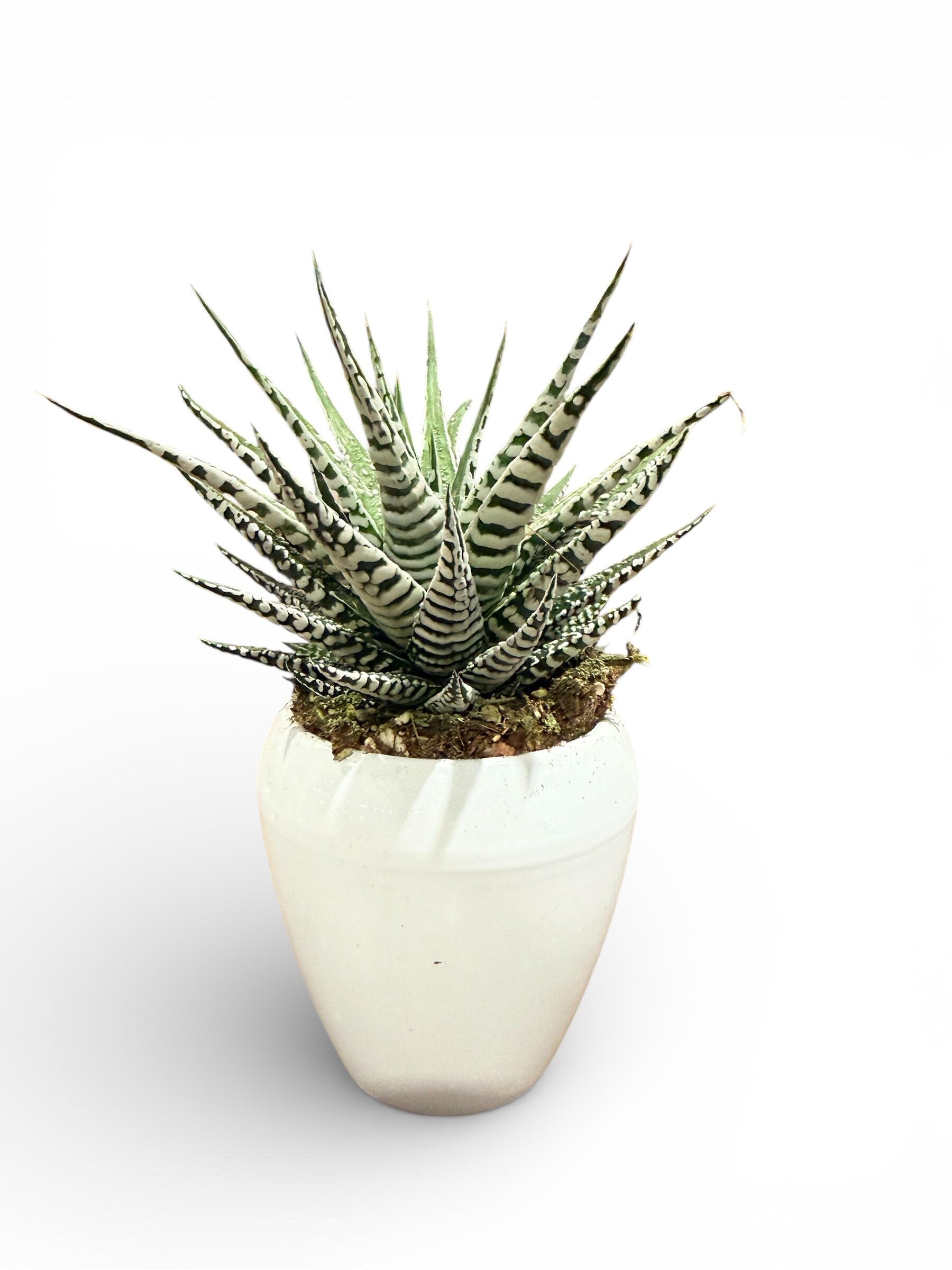 Haworthia Alba ø9 ceramica. Box x6