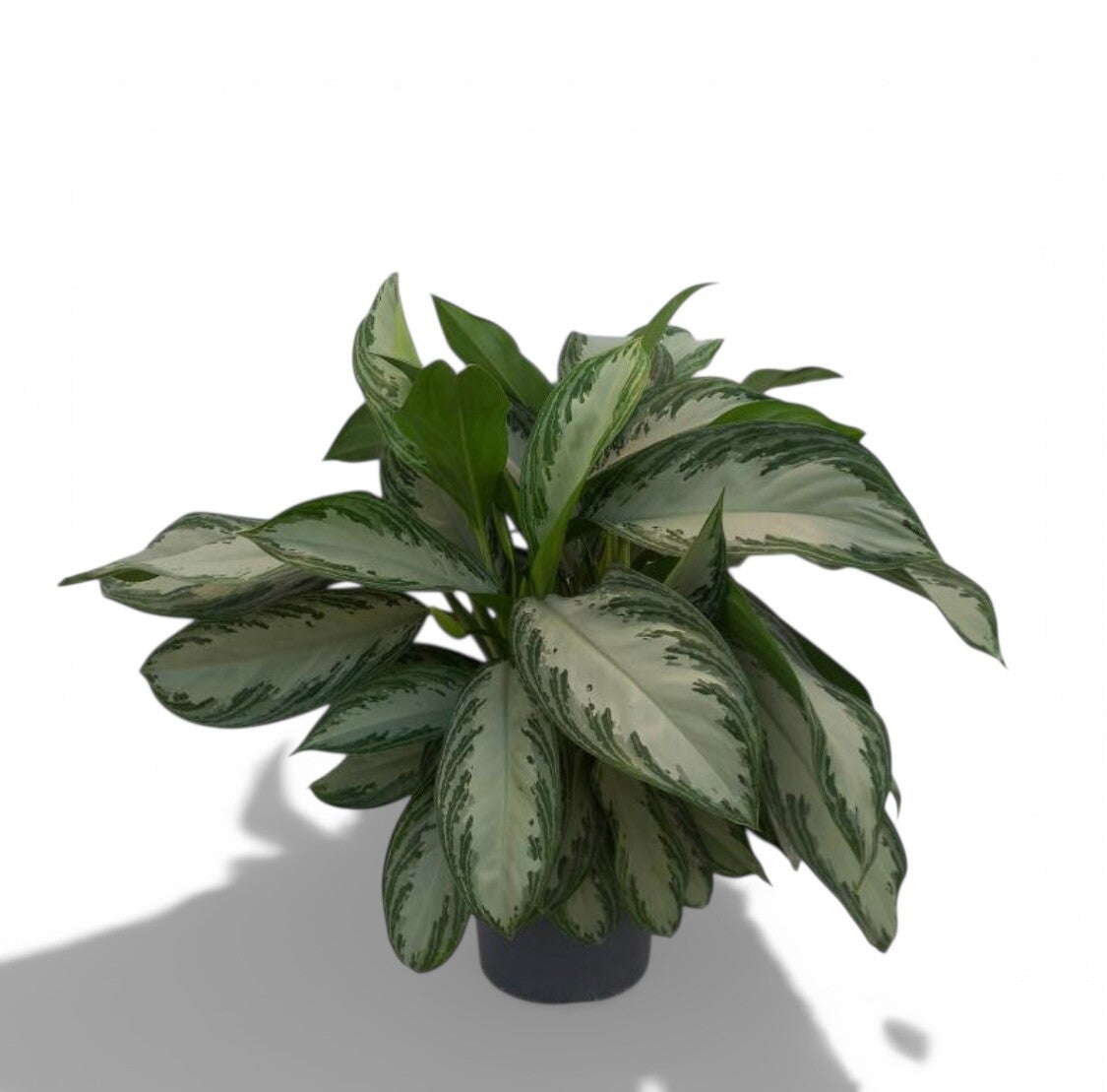 Aglaonema silver bay ø21