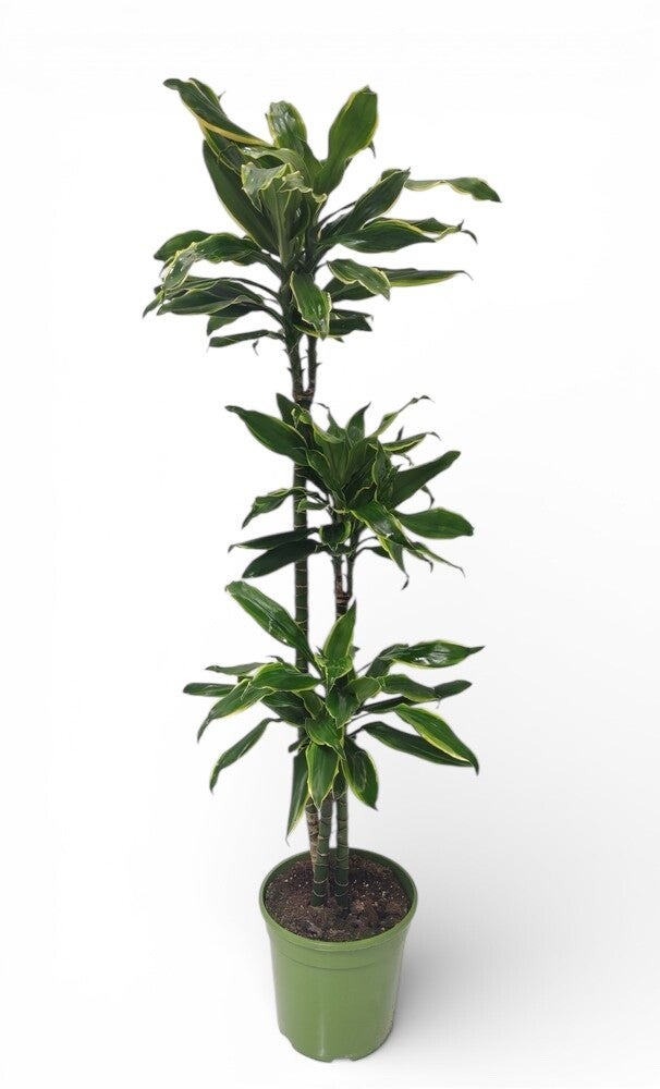 Dracaena Golden Coast h90 ø27