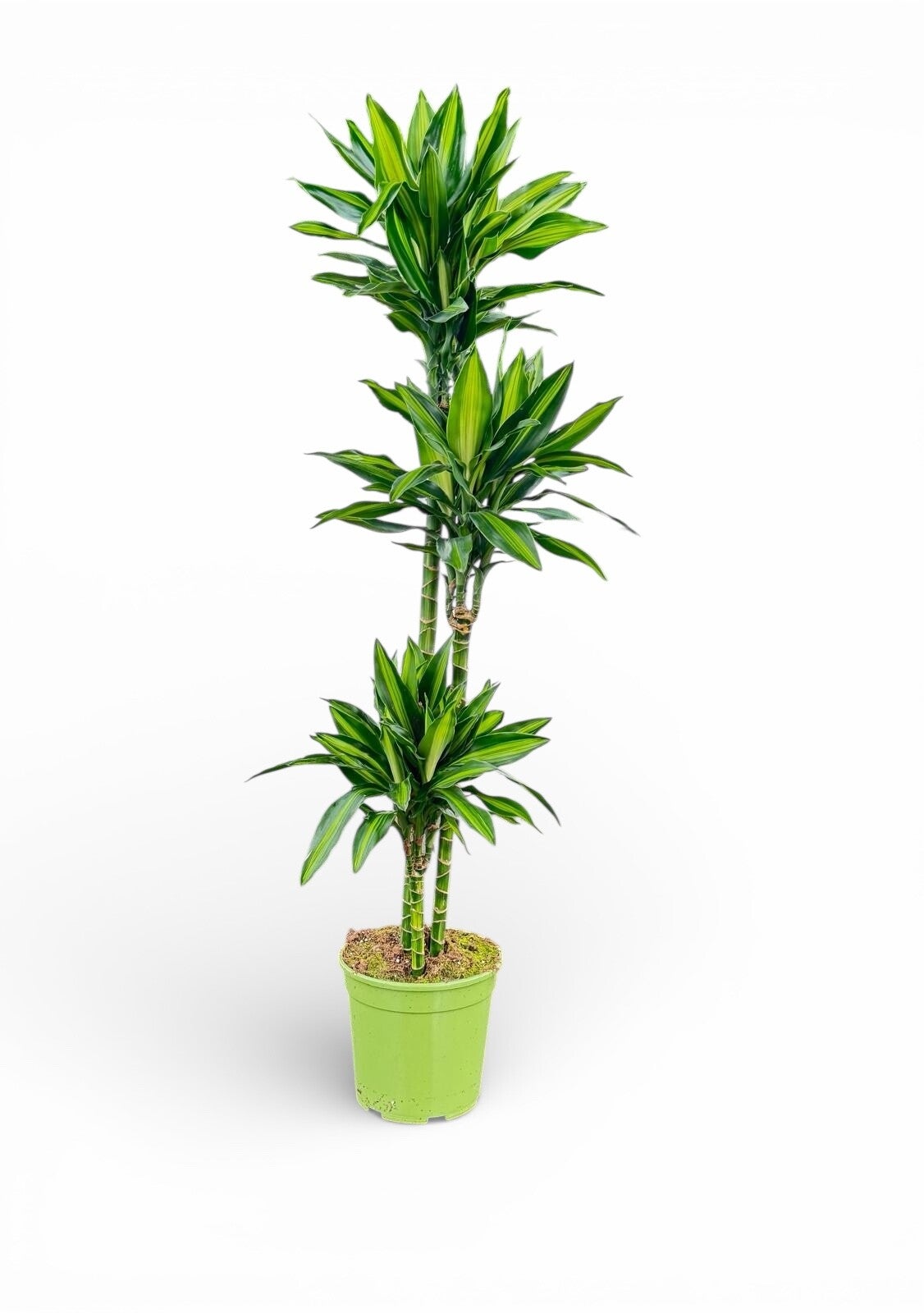 Dracaena Silindo h90 ø27