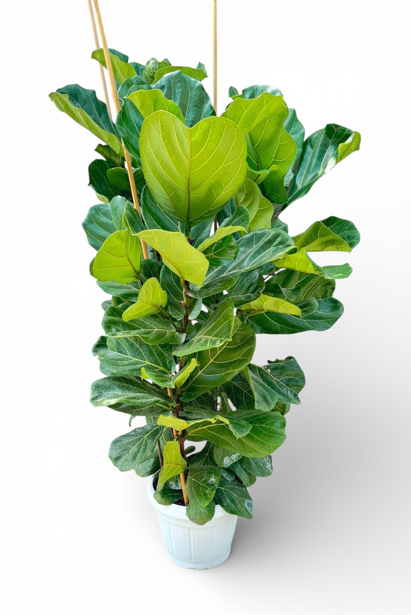 Ficus Lyrata 3pp ø35 h 160/170