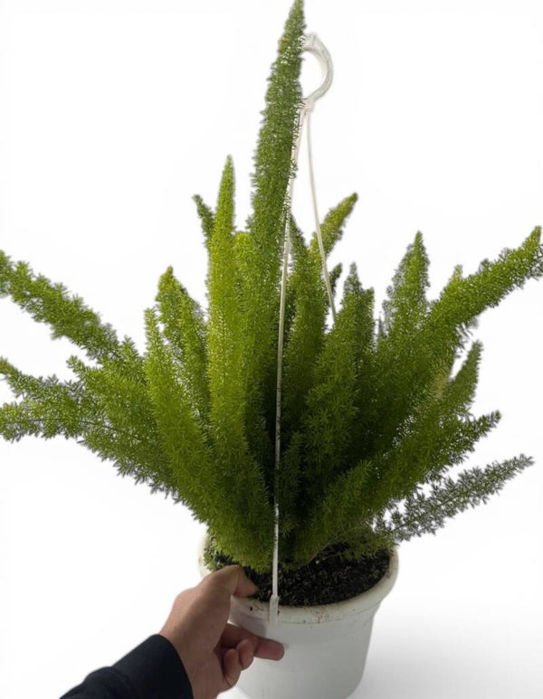 Asparagus Meyerii bk25