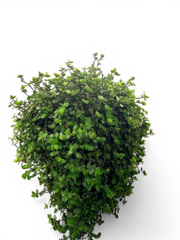 Callisa Repens XXL basket