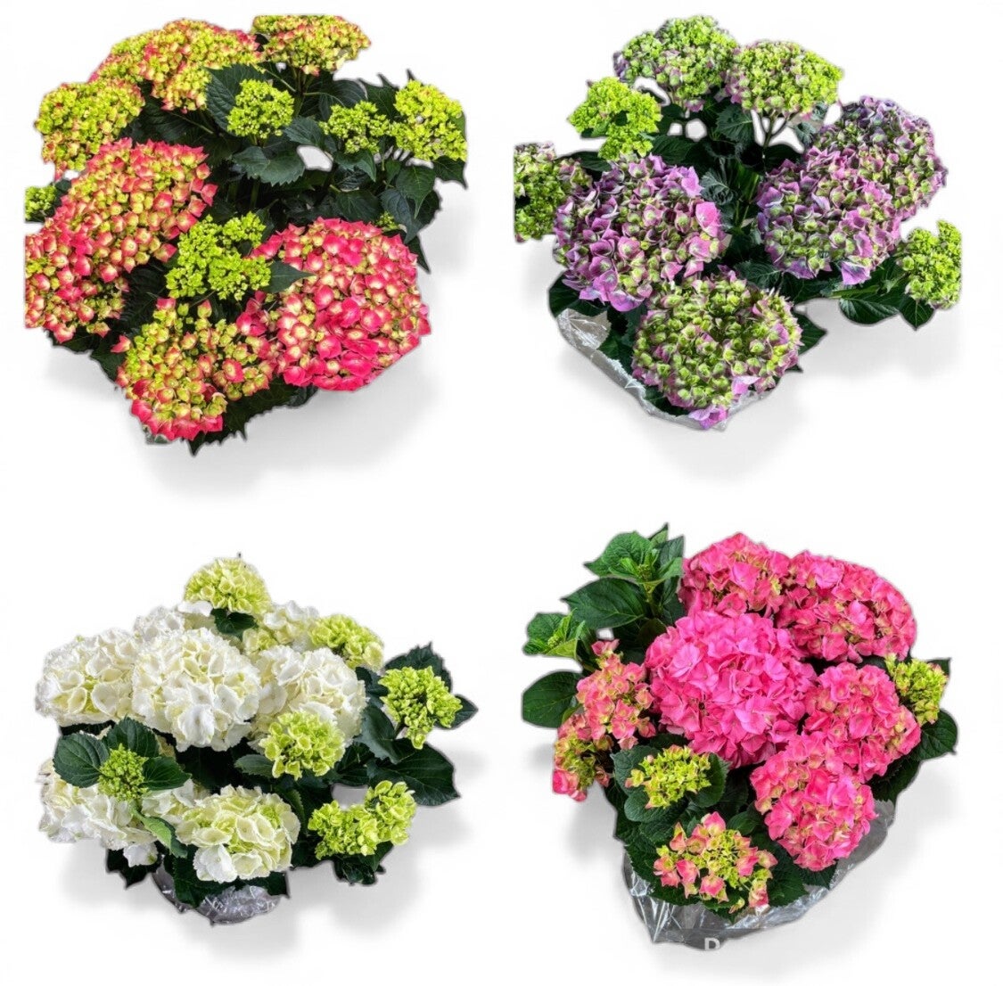 Hydrangea mix ø17.  Box x5