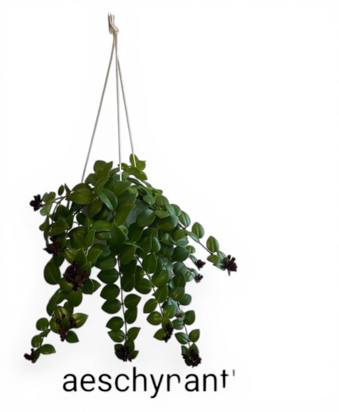 Aeschynantus Mona bk.  Box x2