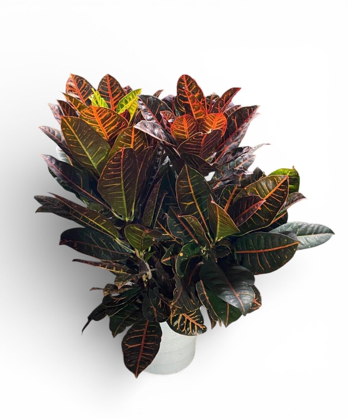 Croton Petra toef ø27