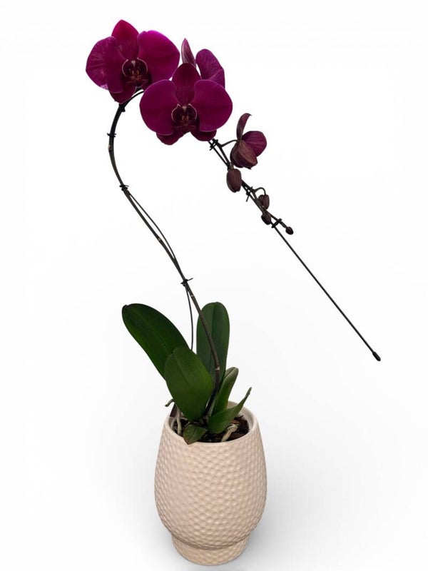 Phalaenopsis Swan paars in Abruzzo wit ø12