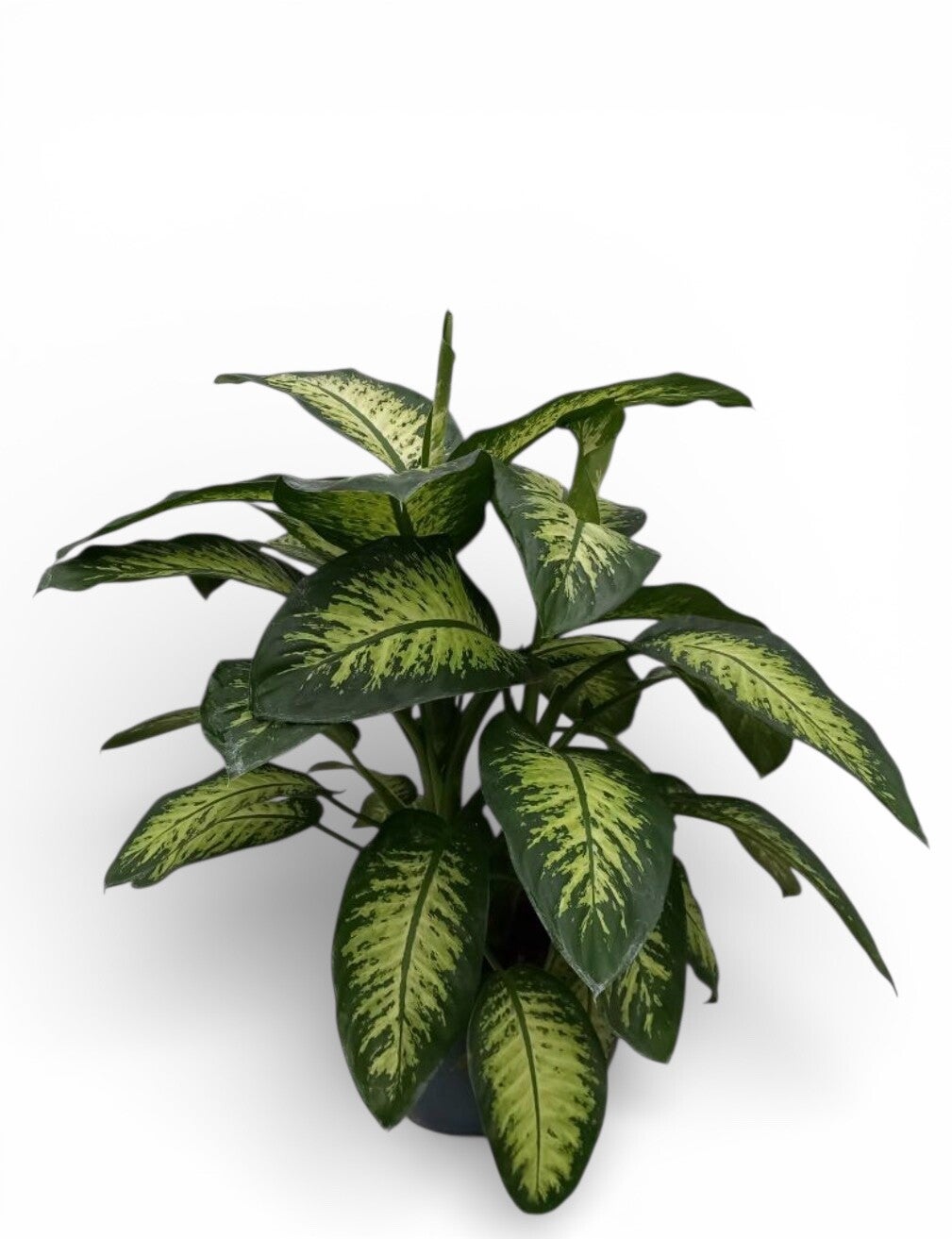 Dieffenb Tropic ø24