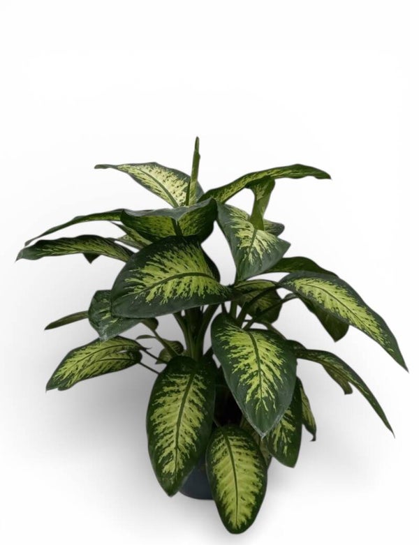 Dieffenb Tropic ø24