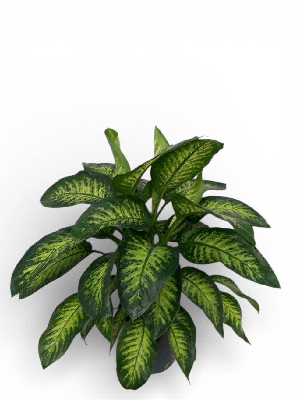 Dieffenb Tropic ø27