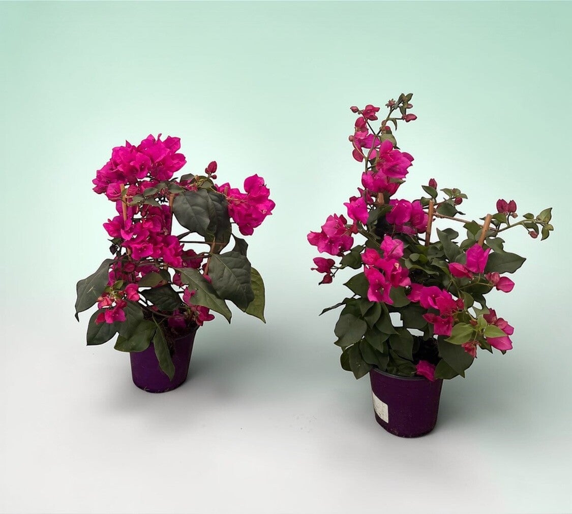 Bouganvilla Vera spalliera ø14.  Box x6