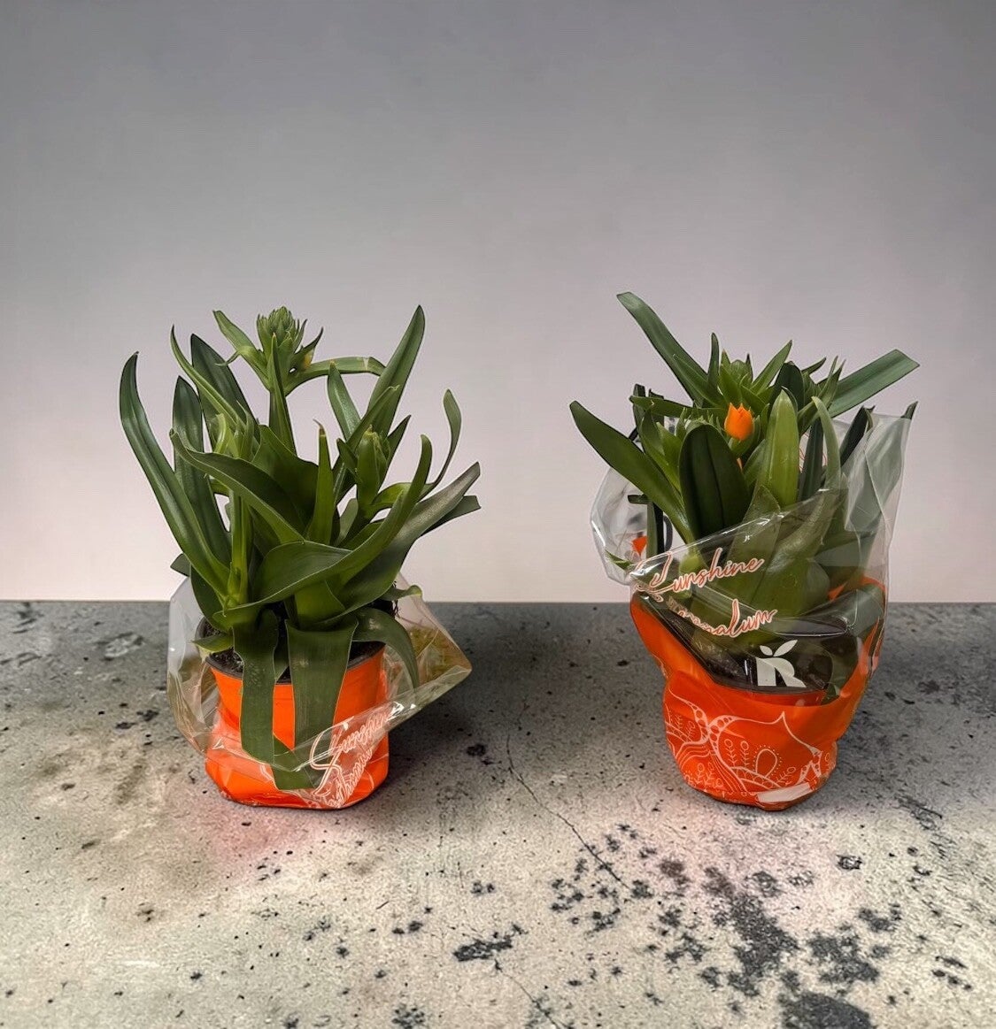 Ornithogallo Dubium ø14.  Box x6