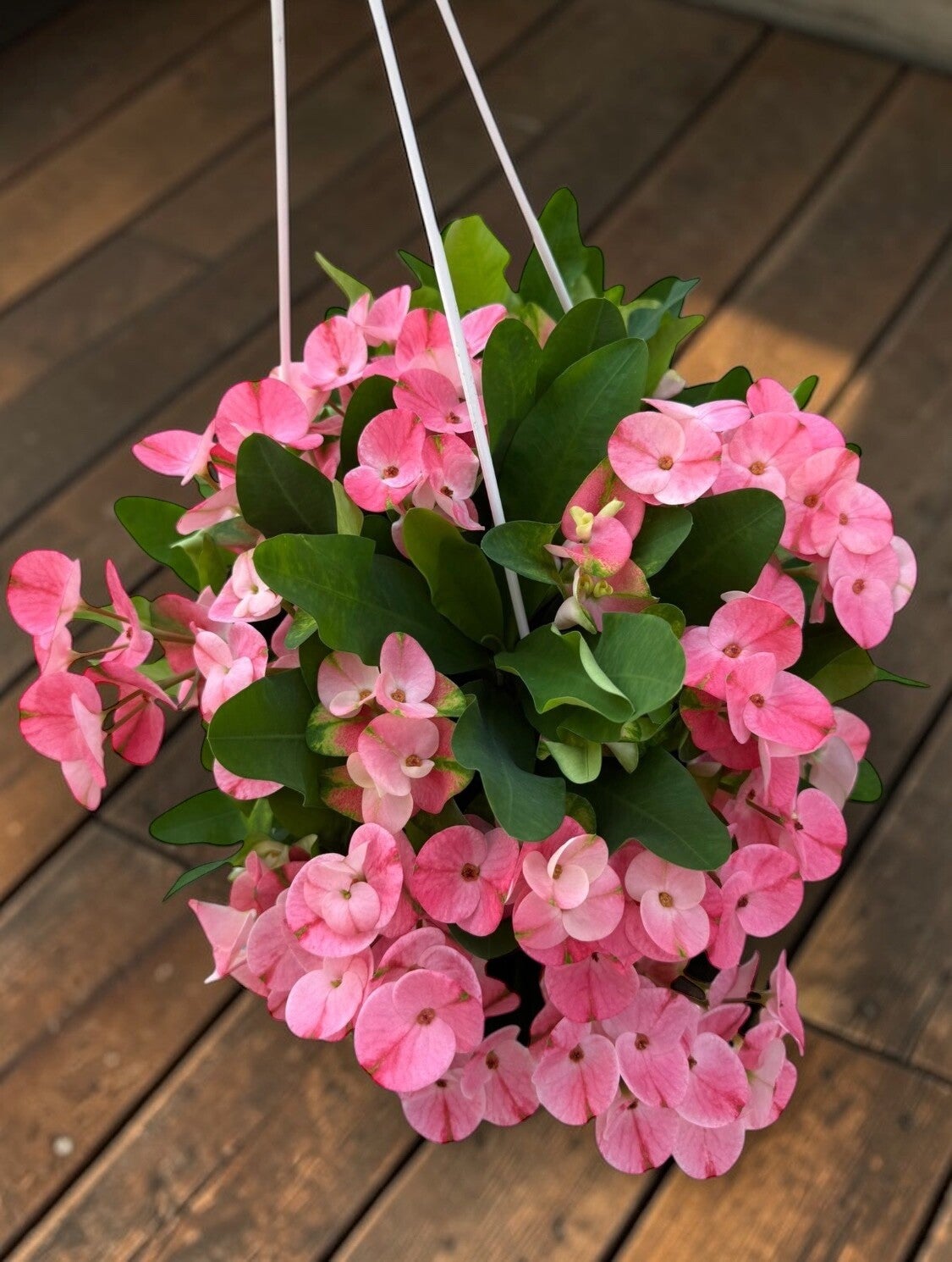 Euphorbia Charlotte basket