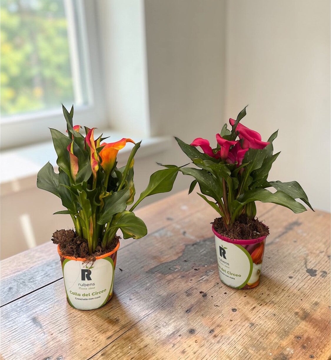 Calla mix ø13.  Box x8