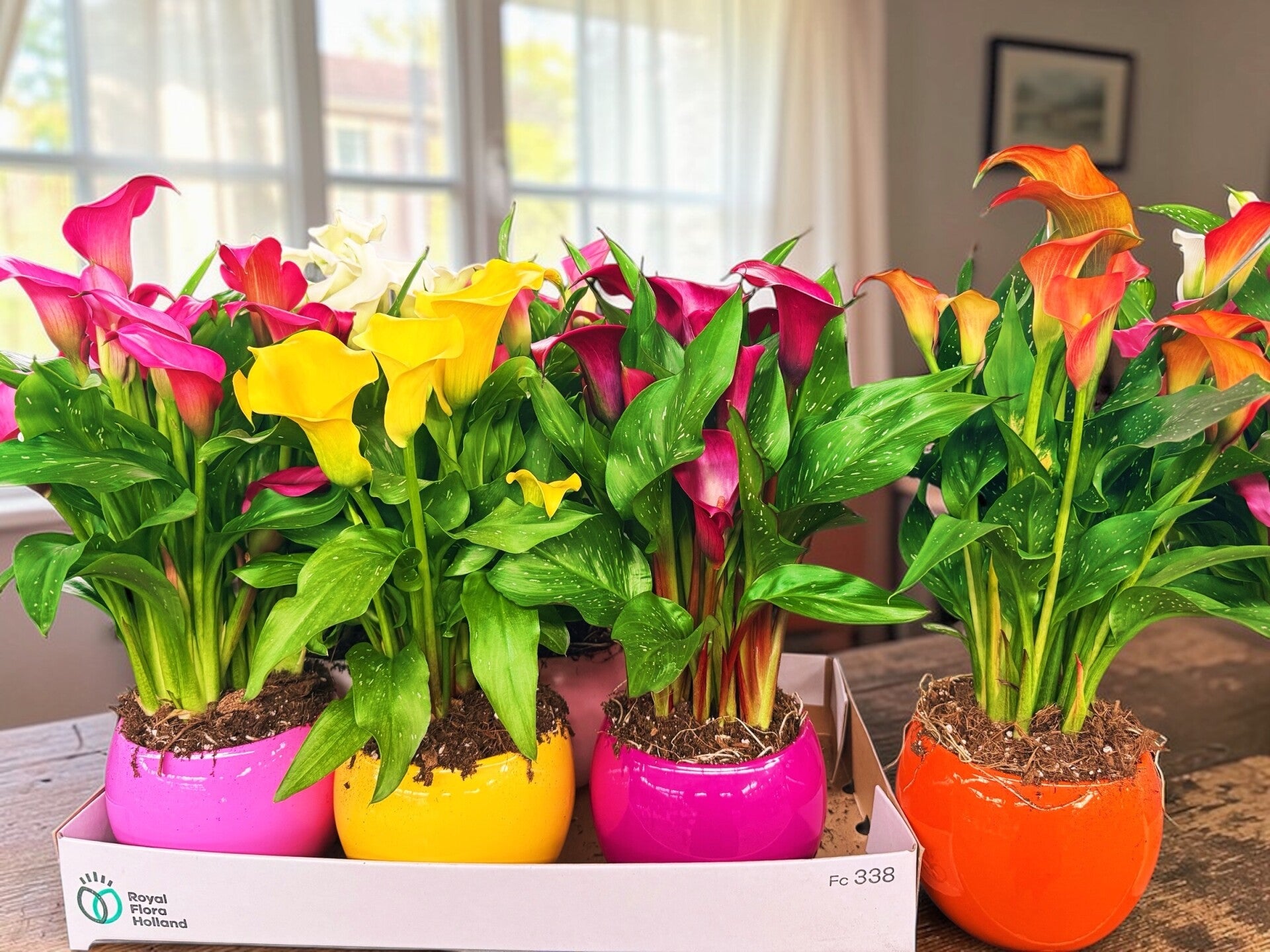 Calla mix ceramica ø16. Box x6