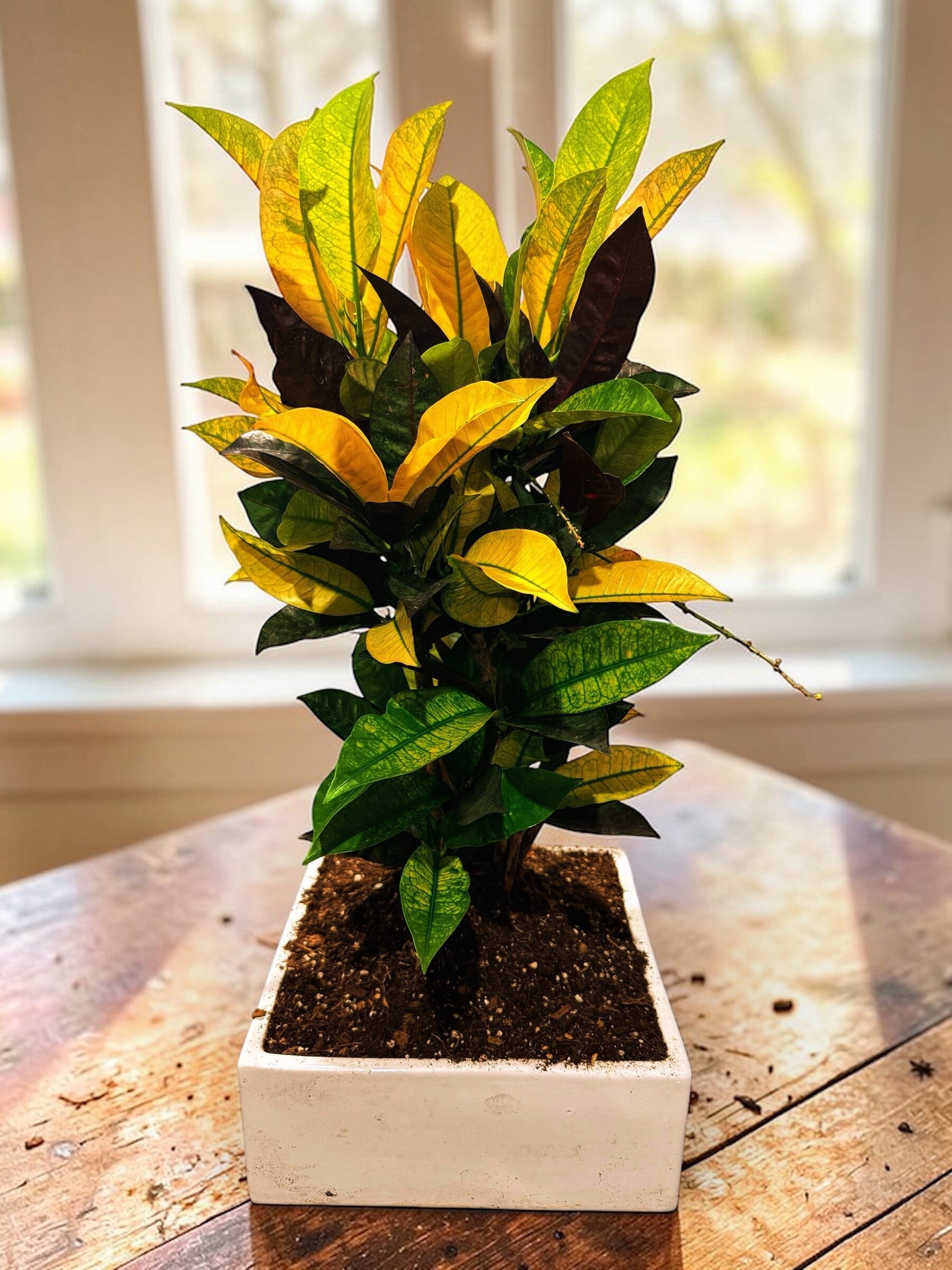 Croton Iceton bonsai ceramica ø27