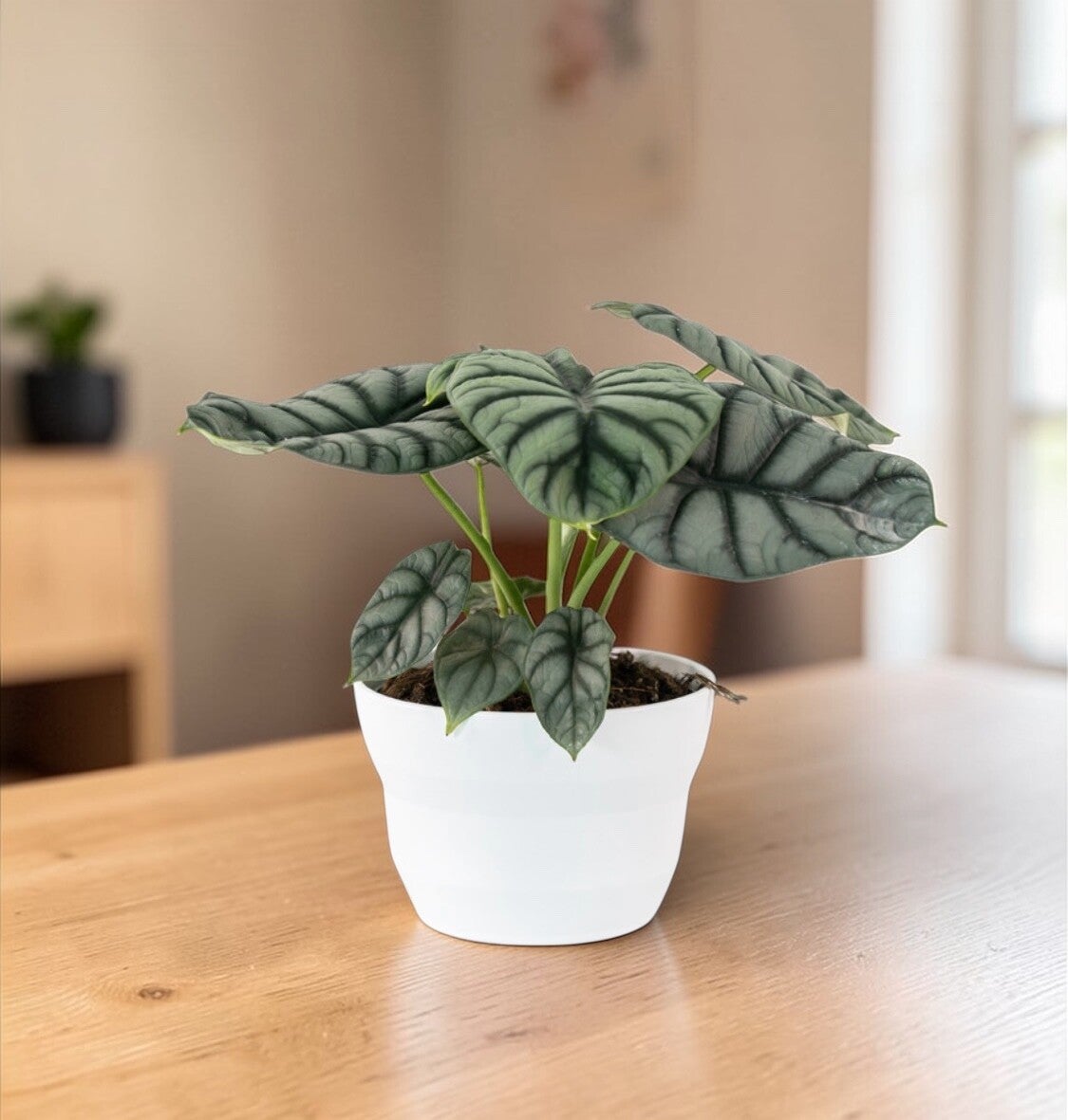 Alocasia Dragon Black ceramica ø18.  Box x3