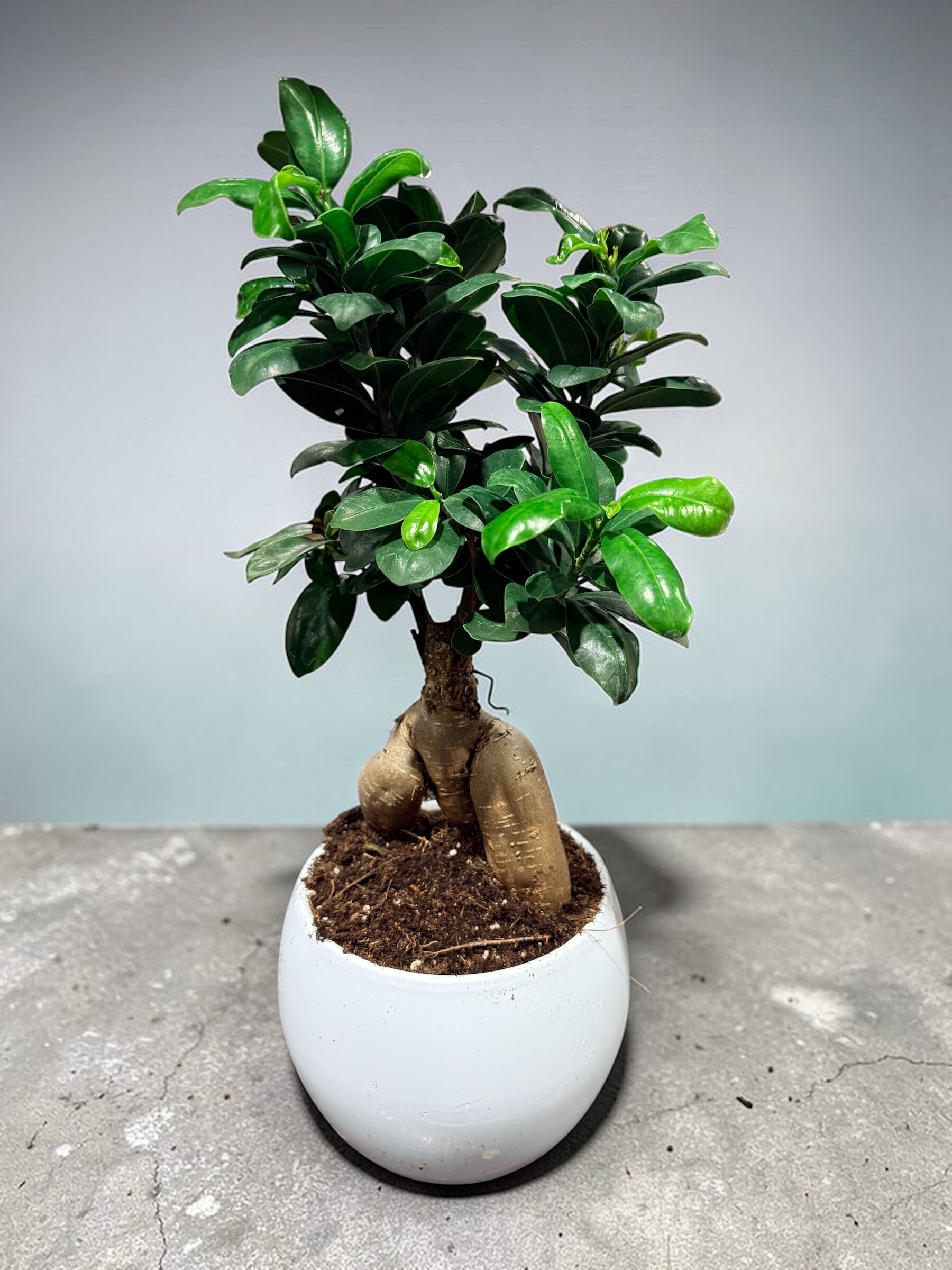 Ginseng bolpot white ø17.  Box x3