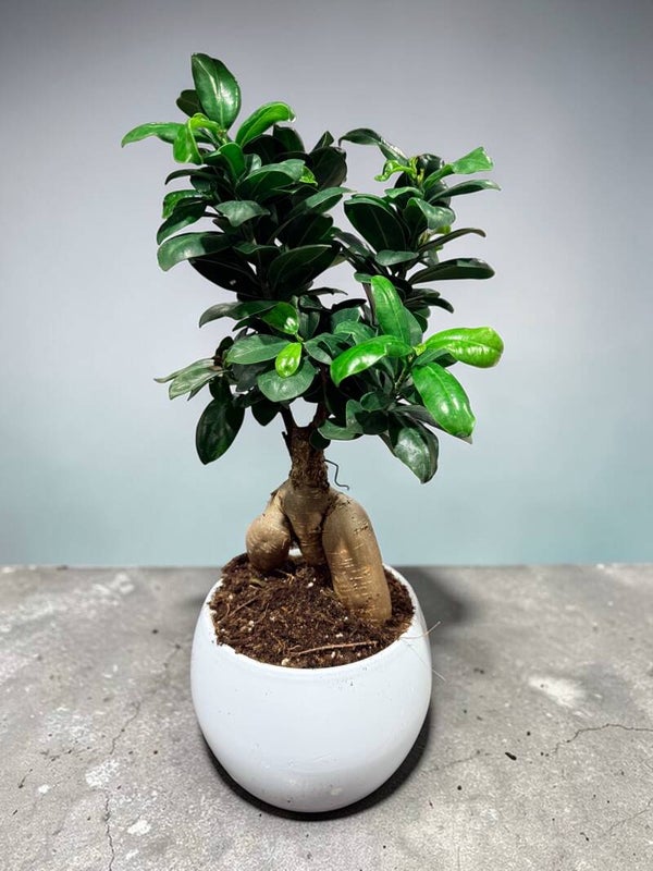 Ginseng bolpot white ø17.  Box x3