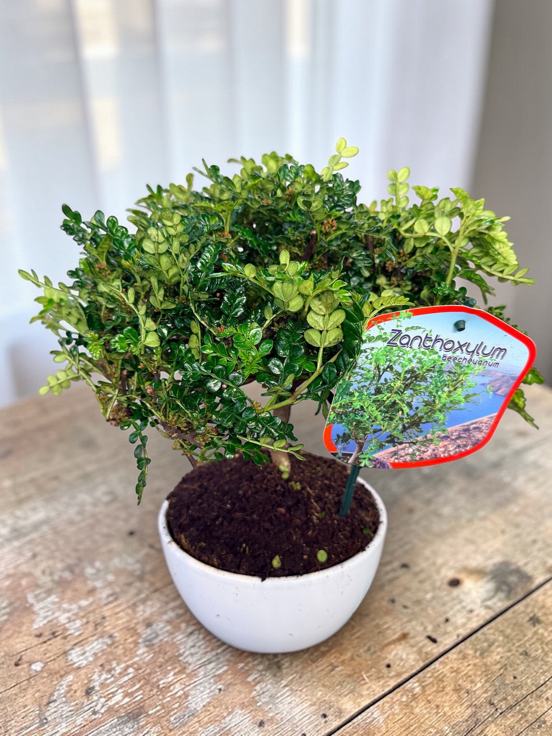 Bonsai Zanthoxylum ceramica