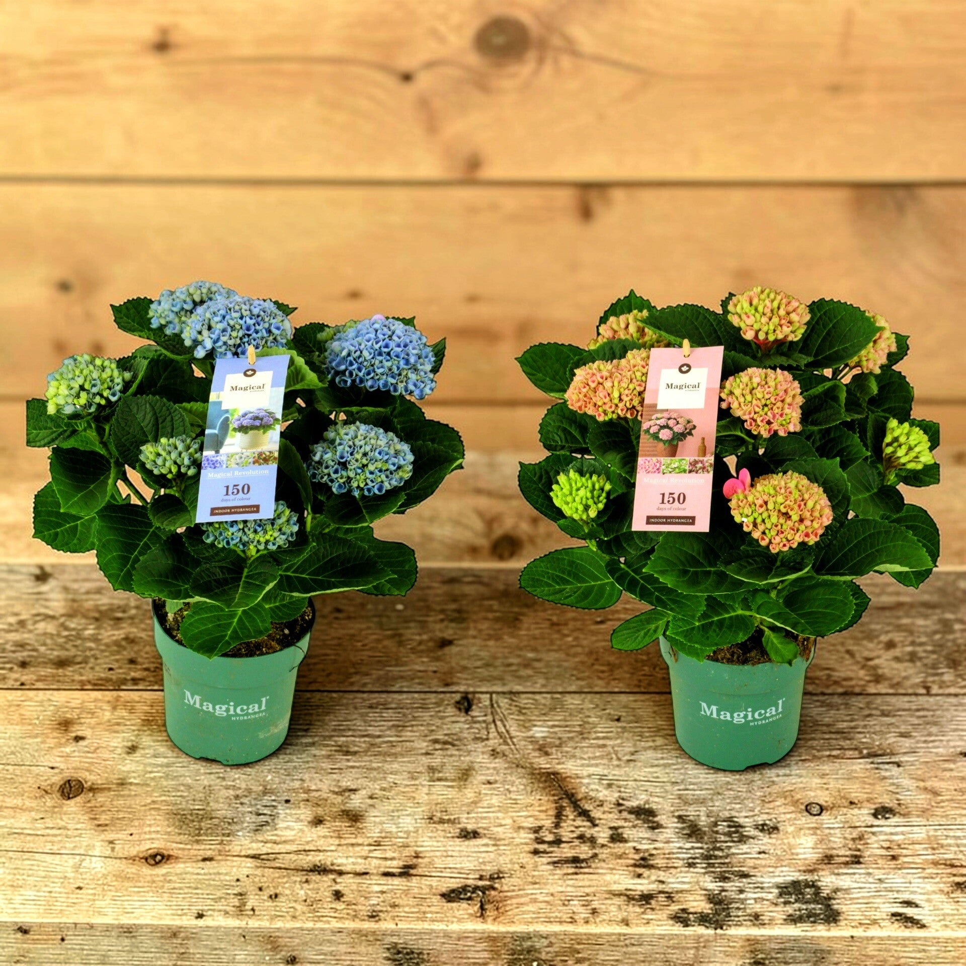 Hydrangea Magical mix ø14.  Box x6