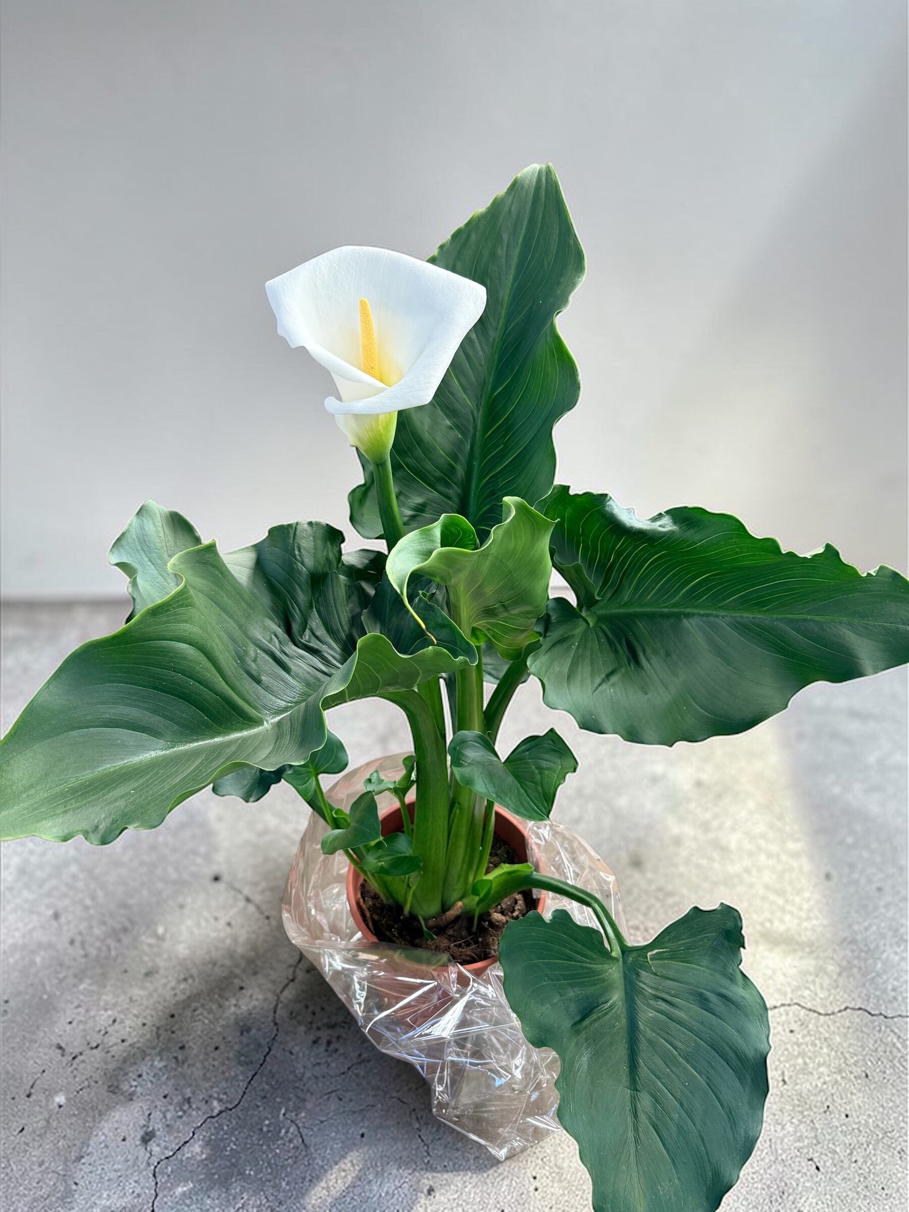 Calla bianca ø27
