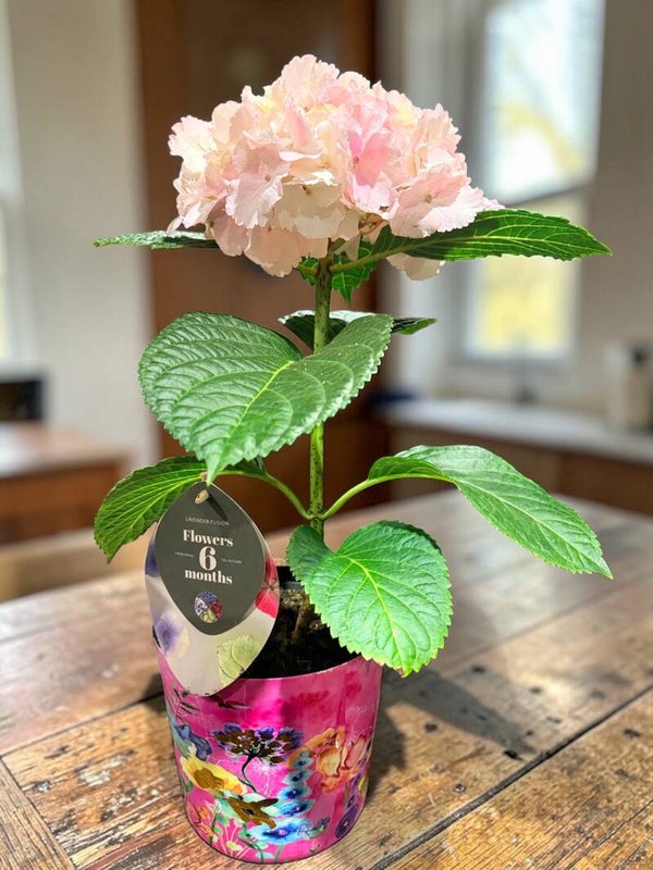 Hydrangea Fusion ø17 h60