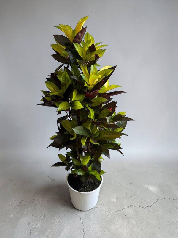 Croton Iceton ramificata ø24