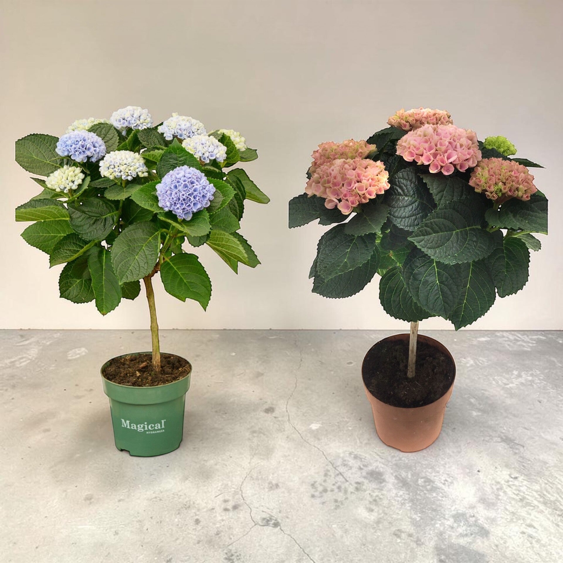 Hydrangea Magical alberello ø14.  Box x4