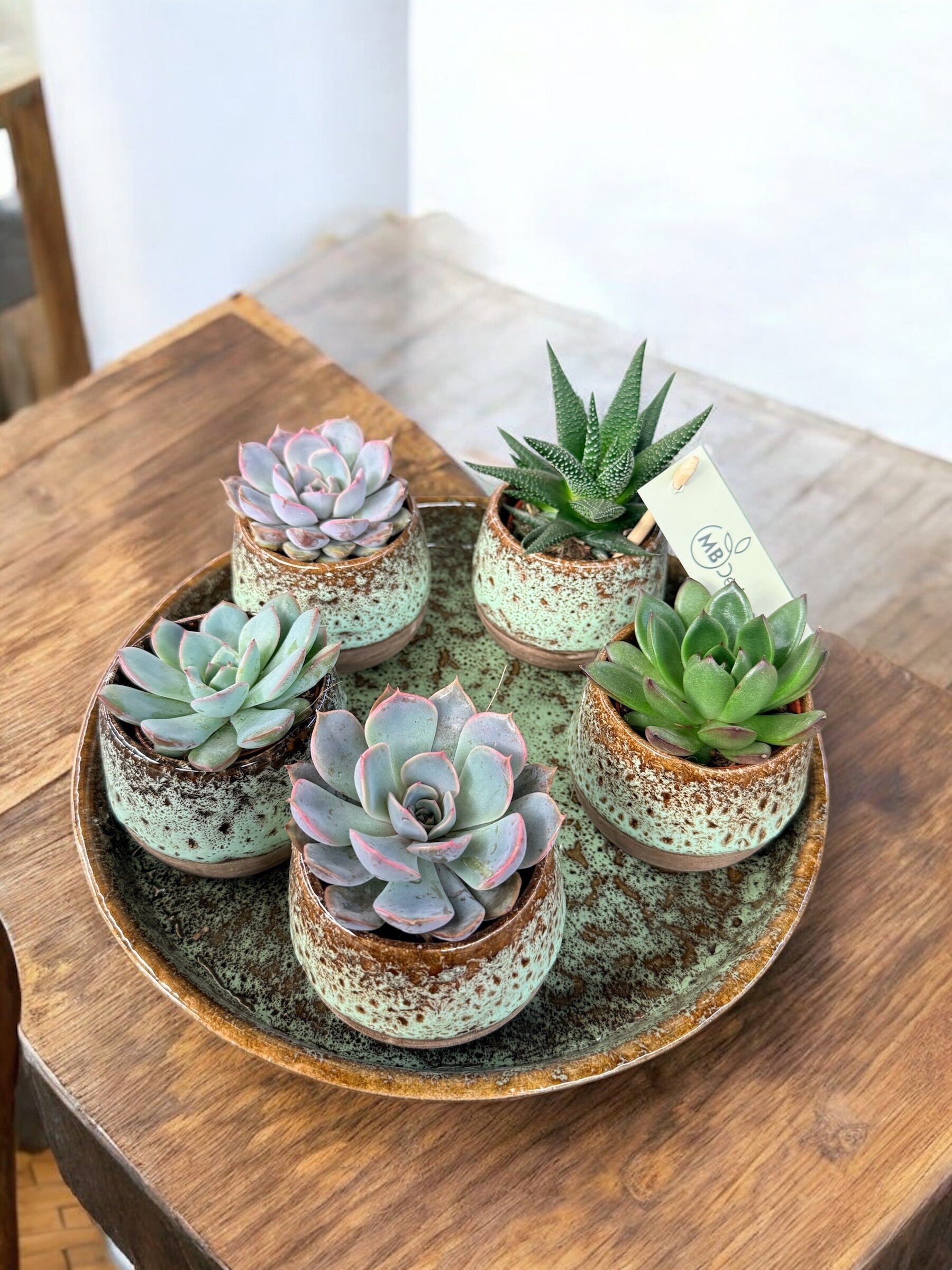 Arrangiamento Echeveria ø30.  Box x2