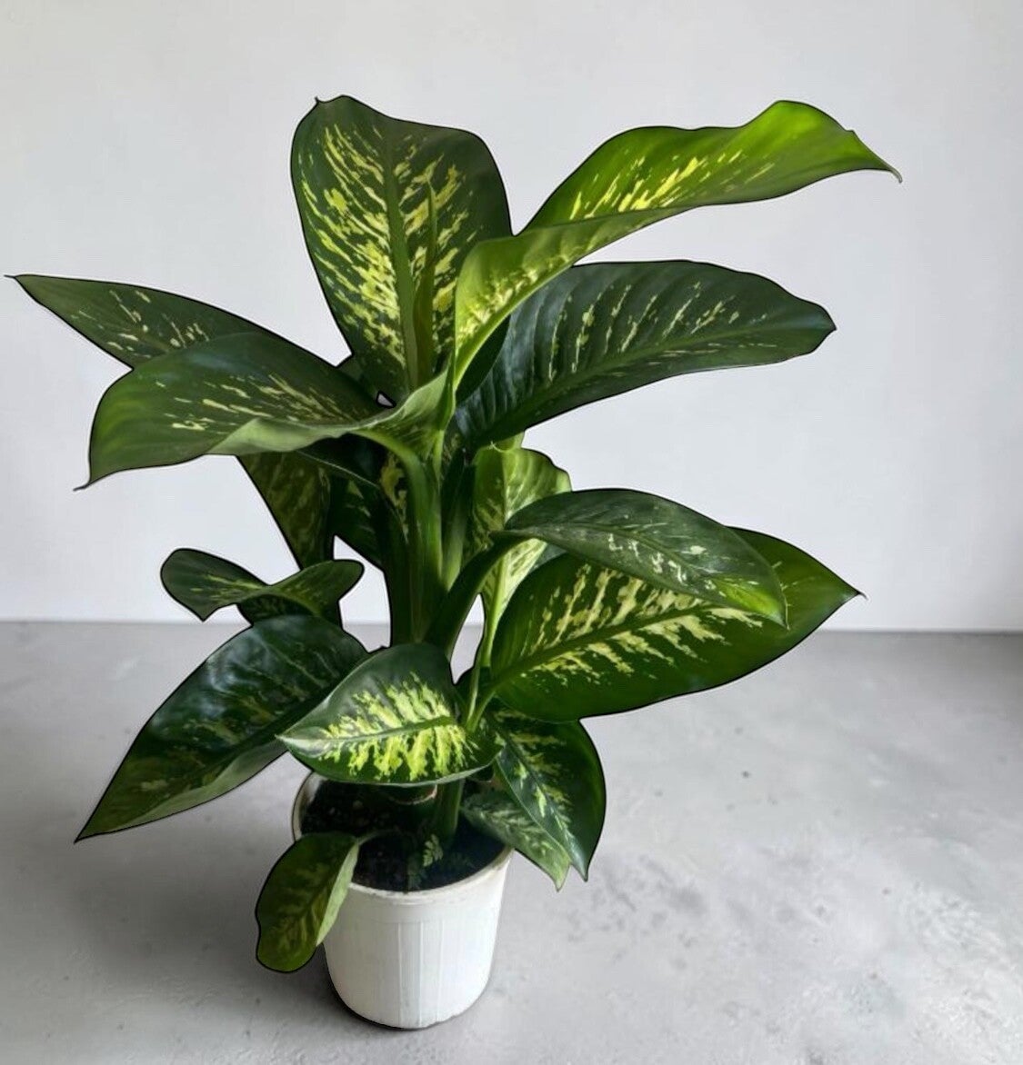 Dieffenb Tropic ø19
