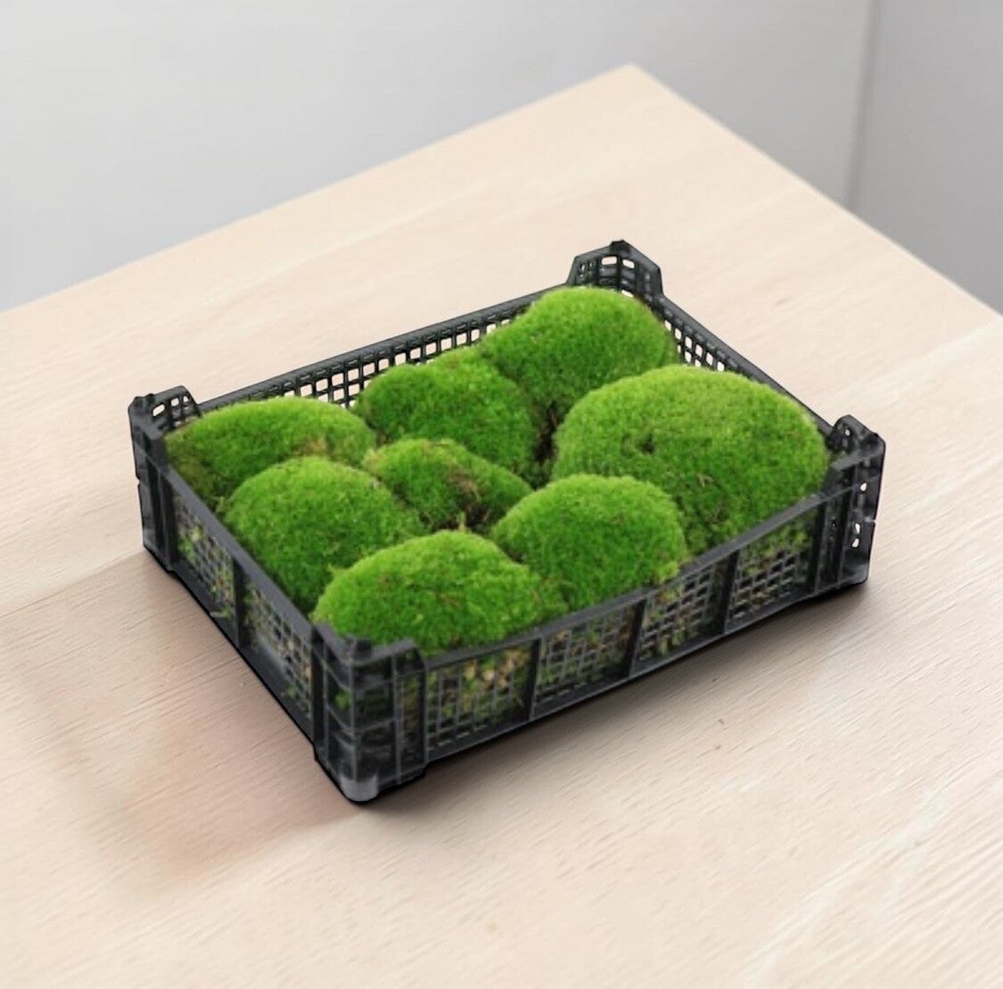 BOLMOSS