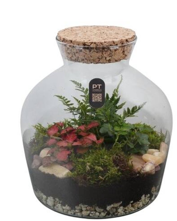 Terrarium PT8101.  Box x2