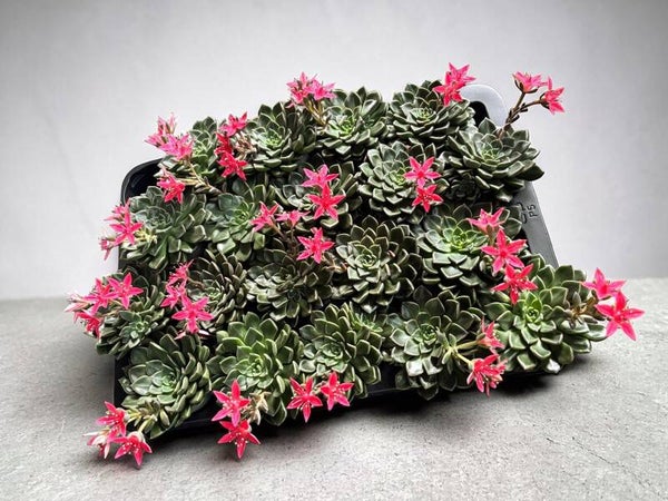 Graptopetalum Tacitus ø7.  Box x12