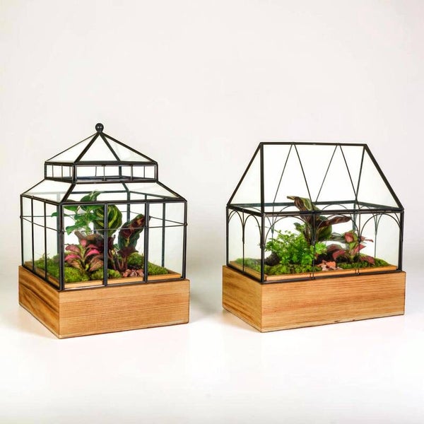 Terrarium Globo Wardian ø25.  Box x2